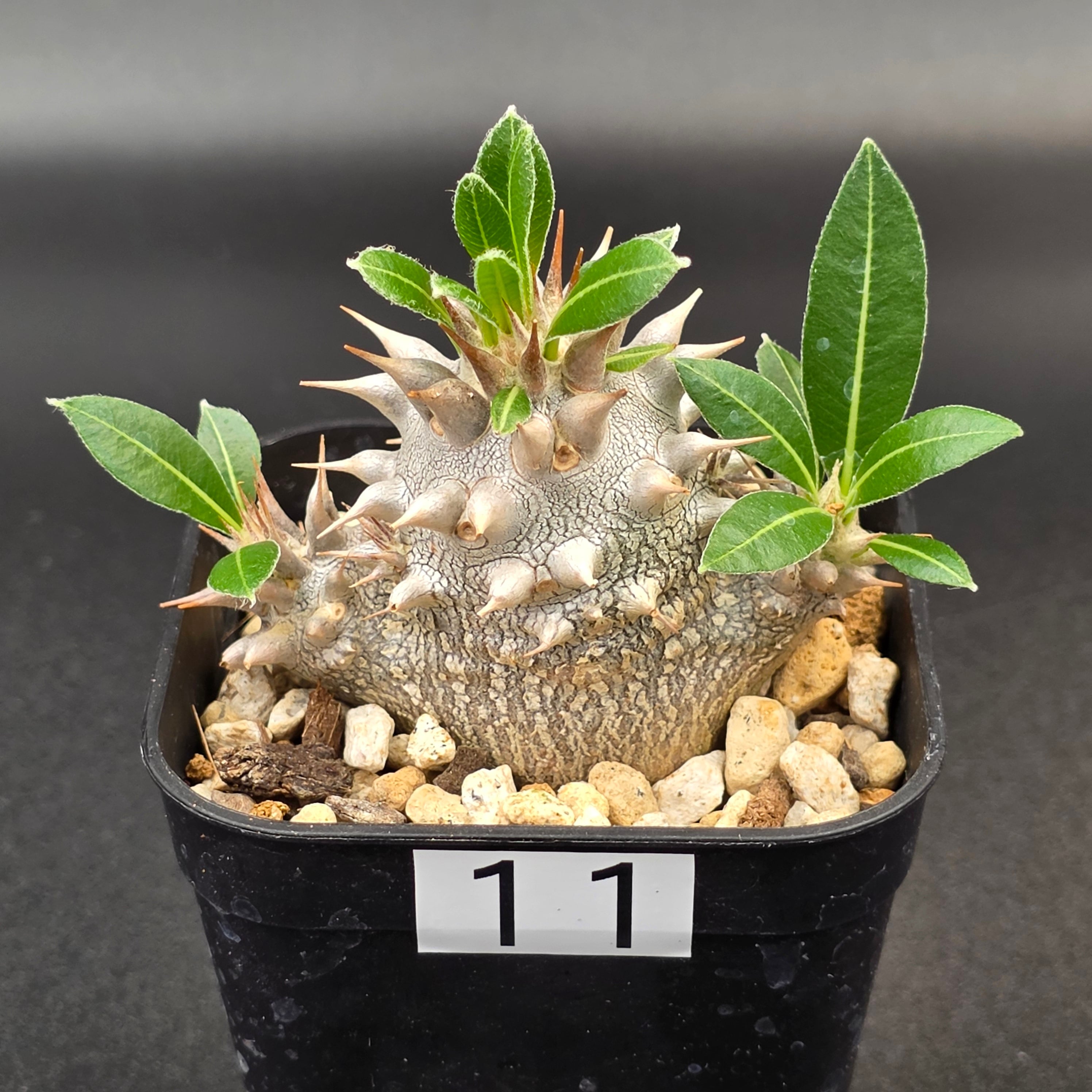 57fb0934cb9ecd0f337d93541c797b