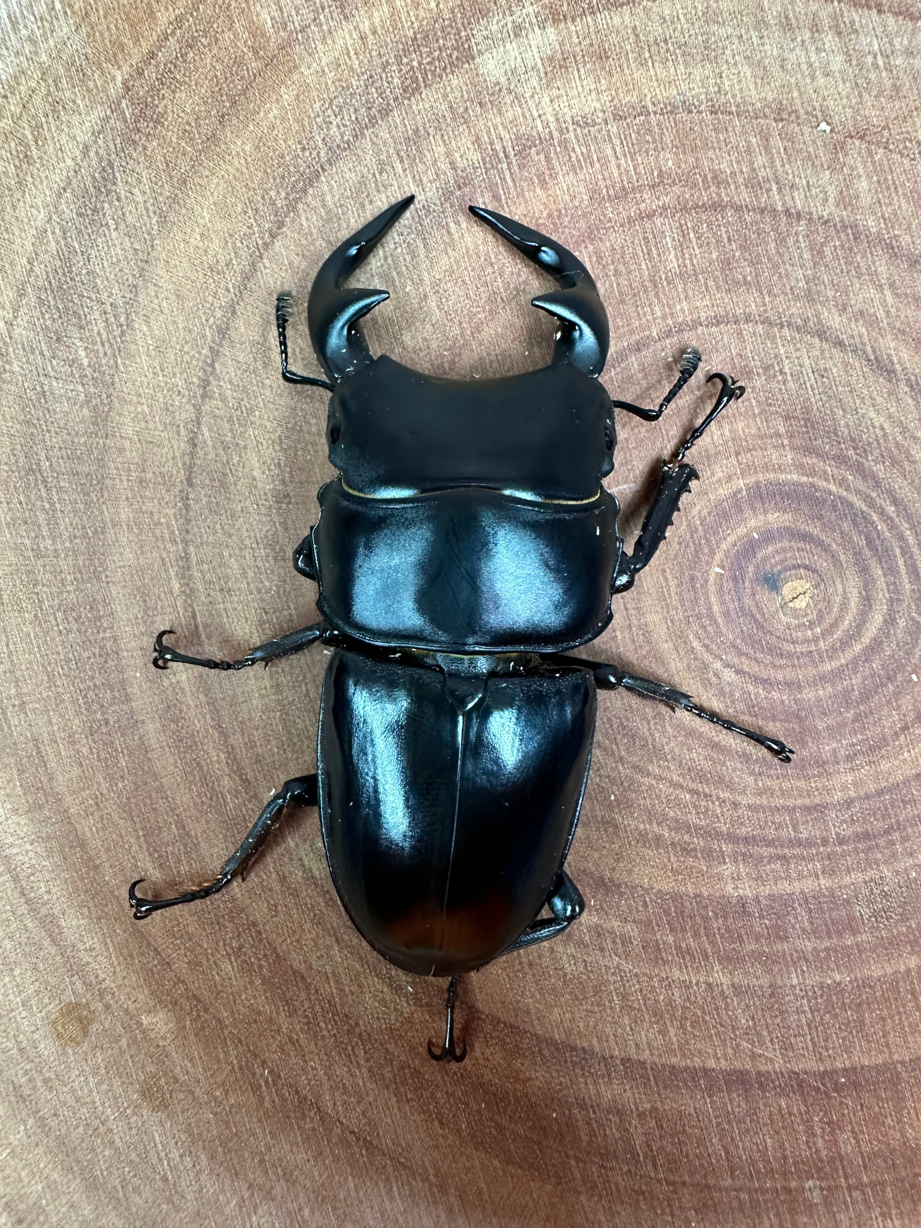 グランディスオオクワガタペア② 送料無料 | ゾエチャンネル