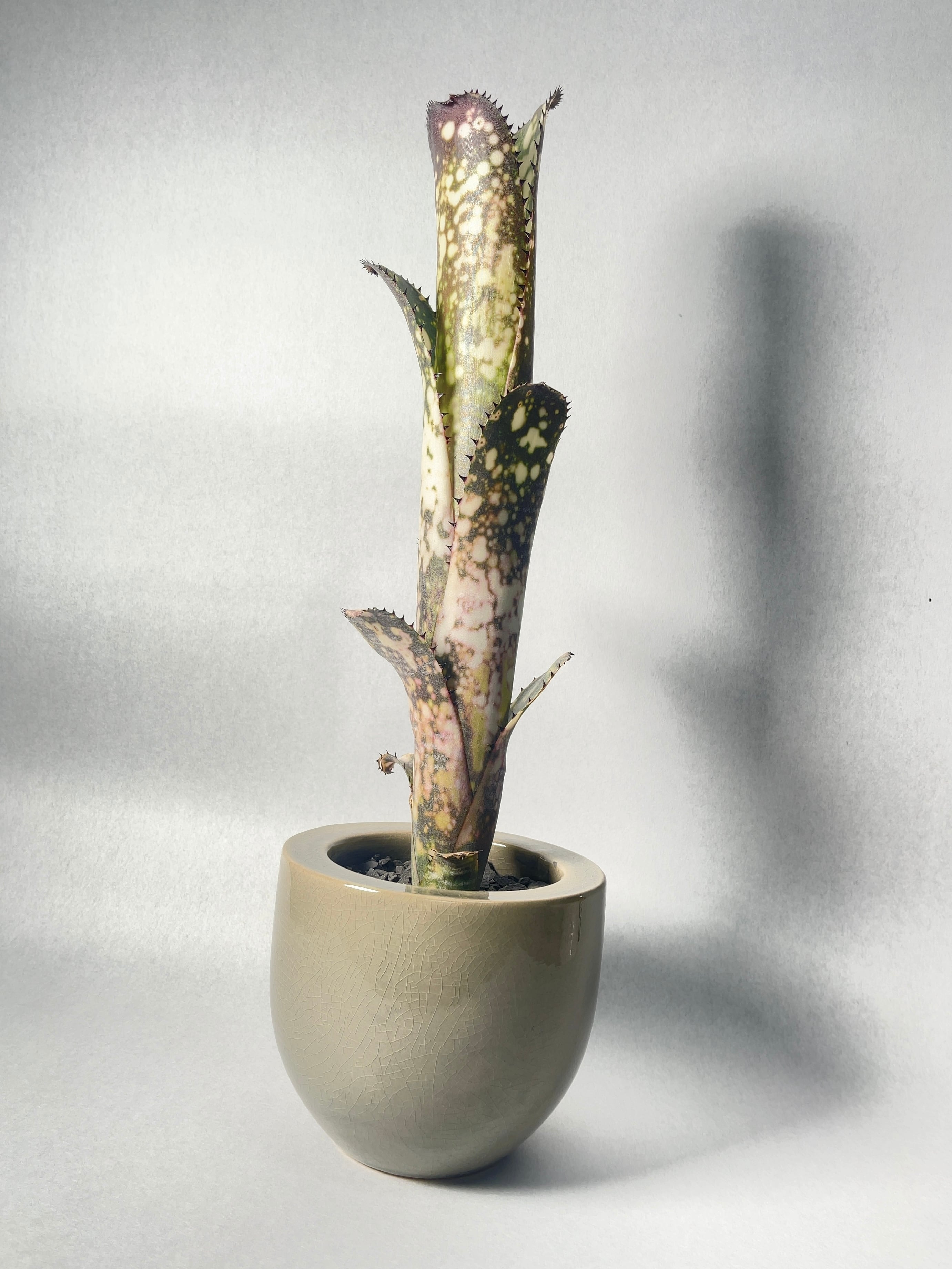 ビルベルギア・メリーモナーク | trigger