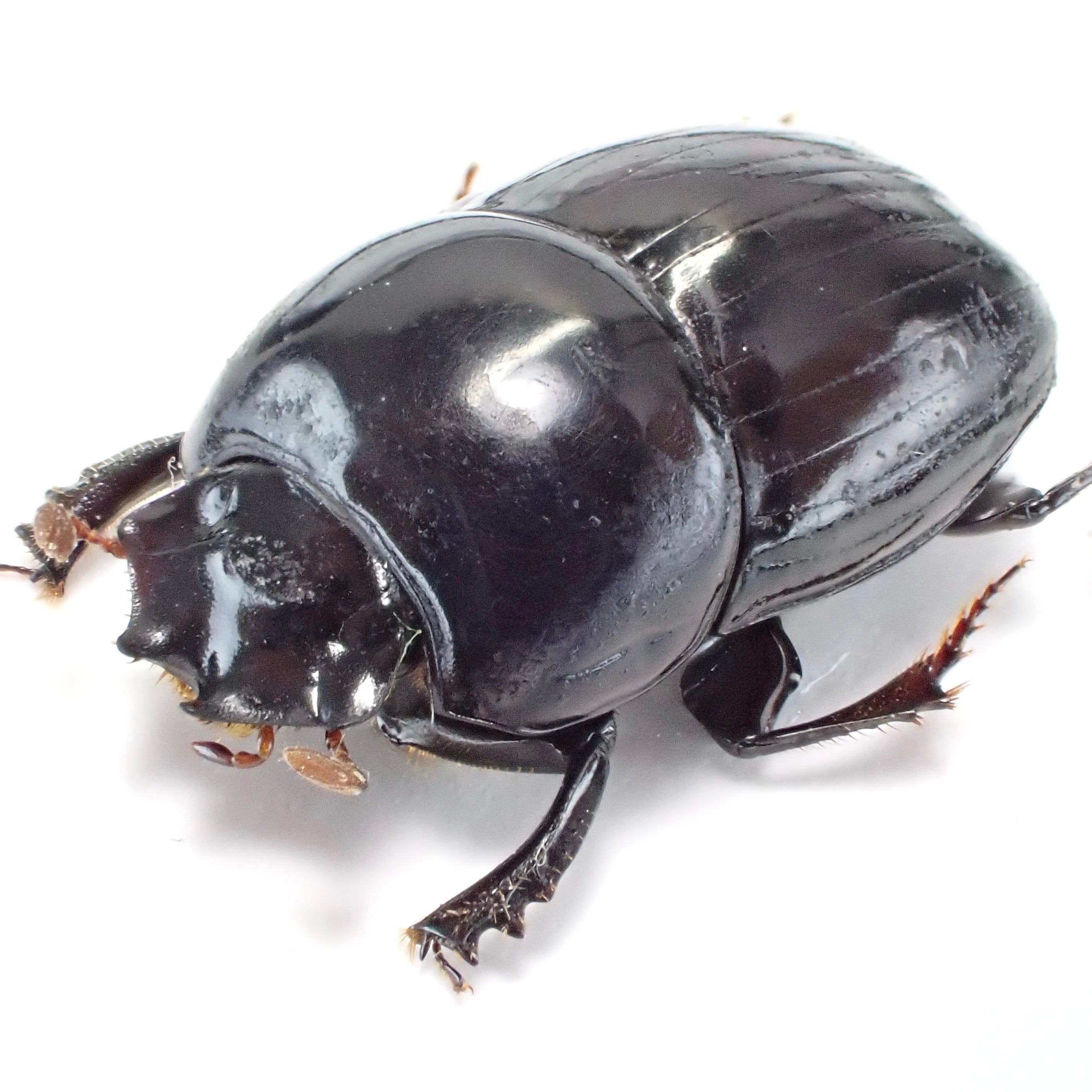 その他のフンチュウ | 昆虫標本 Diggers & Rollers