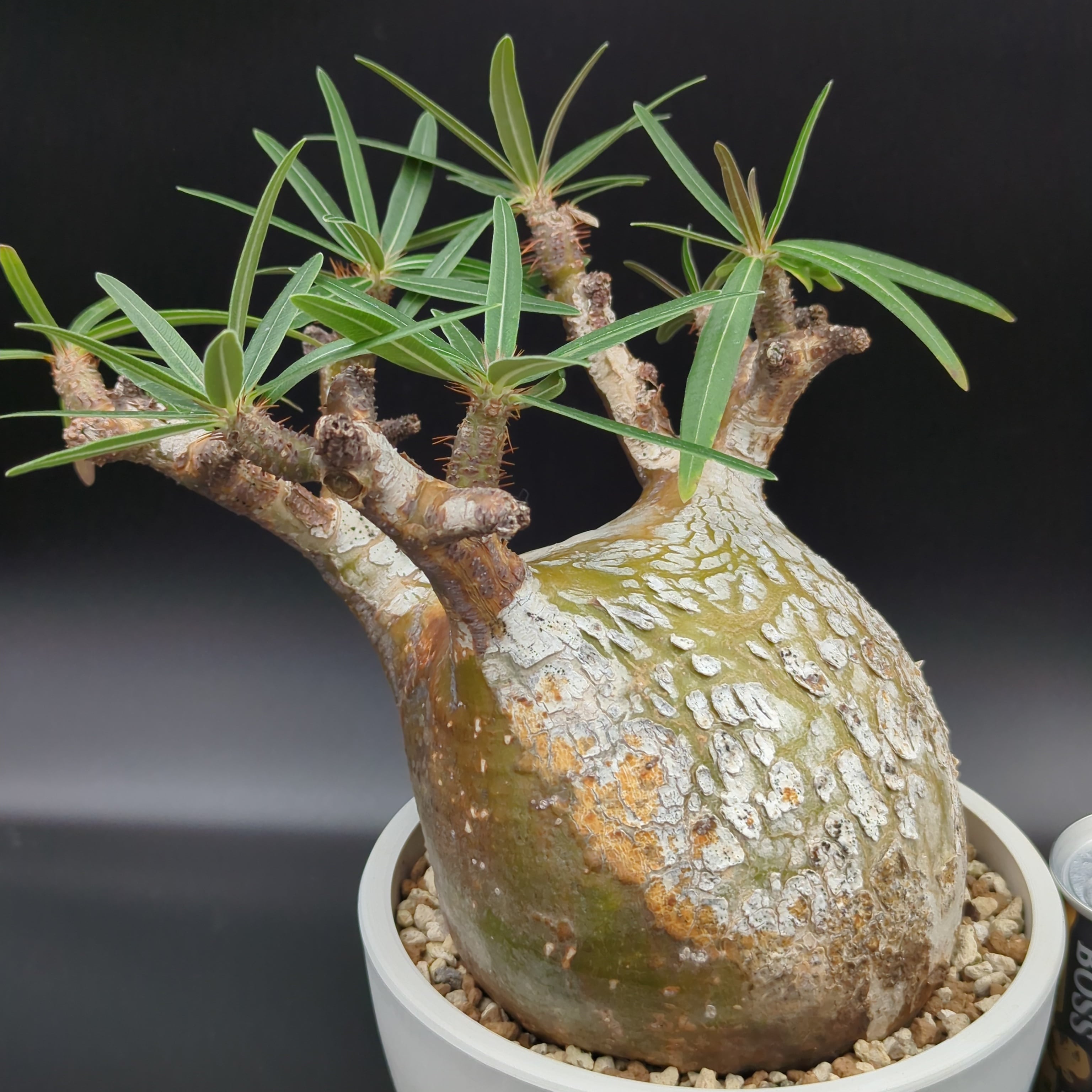 発根済】【現地球】パキポディウム グラキリス | BRIDGE GARDEN