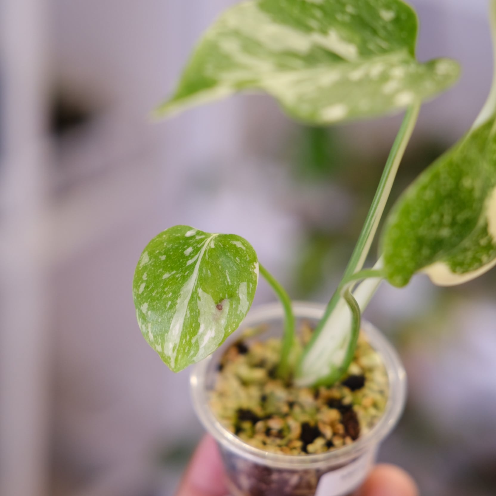 j*@様 ms30モンステラ デリシオーサ レガシー 斑入り legacy Va 園芸