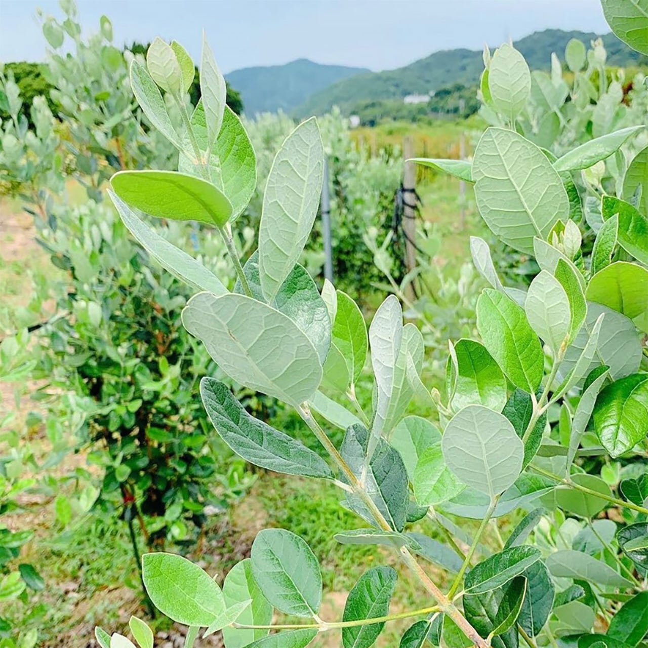 超逸品。フェイジョア株立ち1.4M(鉢底から)品番A 良品。フェイジョア