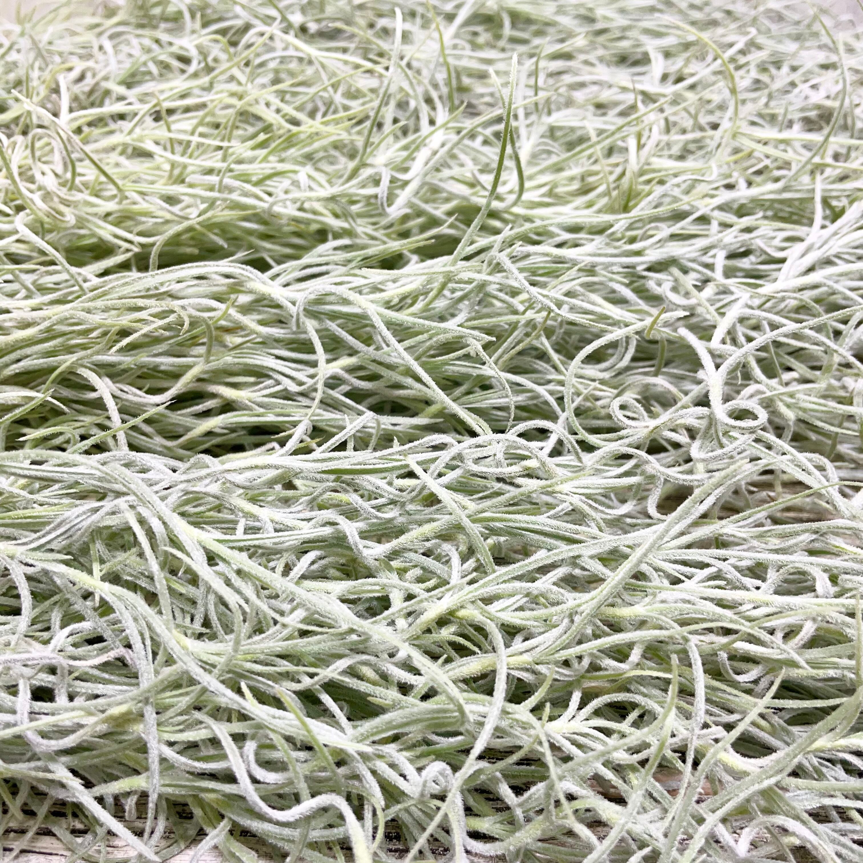 希少 エアプランツ チランジア ウスネオイデス 太葉 Tillandsia