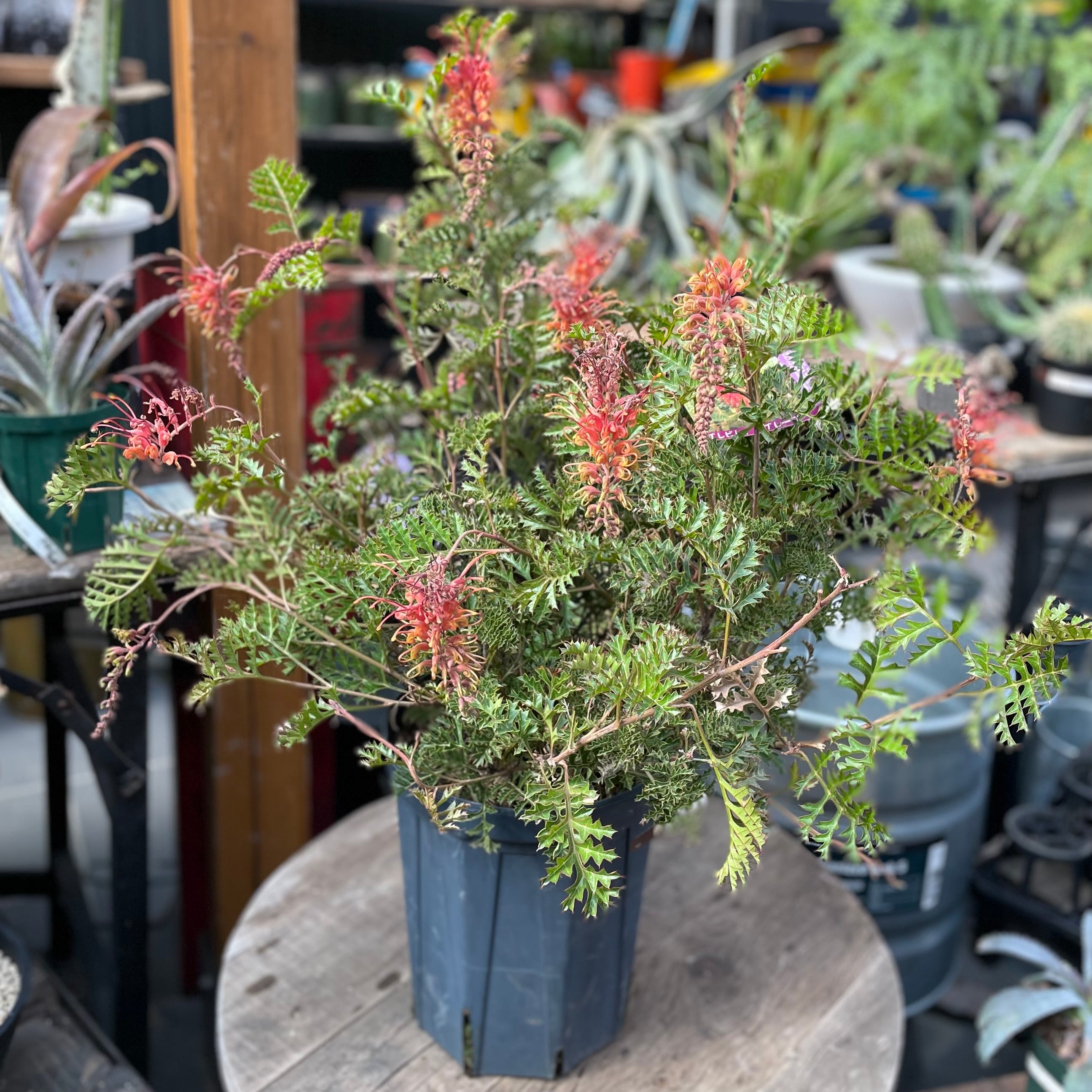 9ee24ac0c1862d67d82af97ab4a0ed