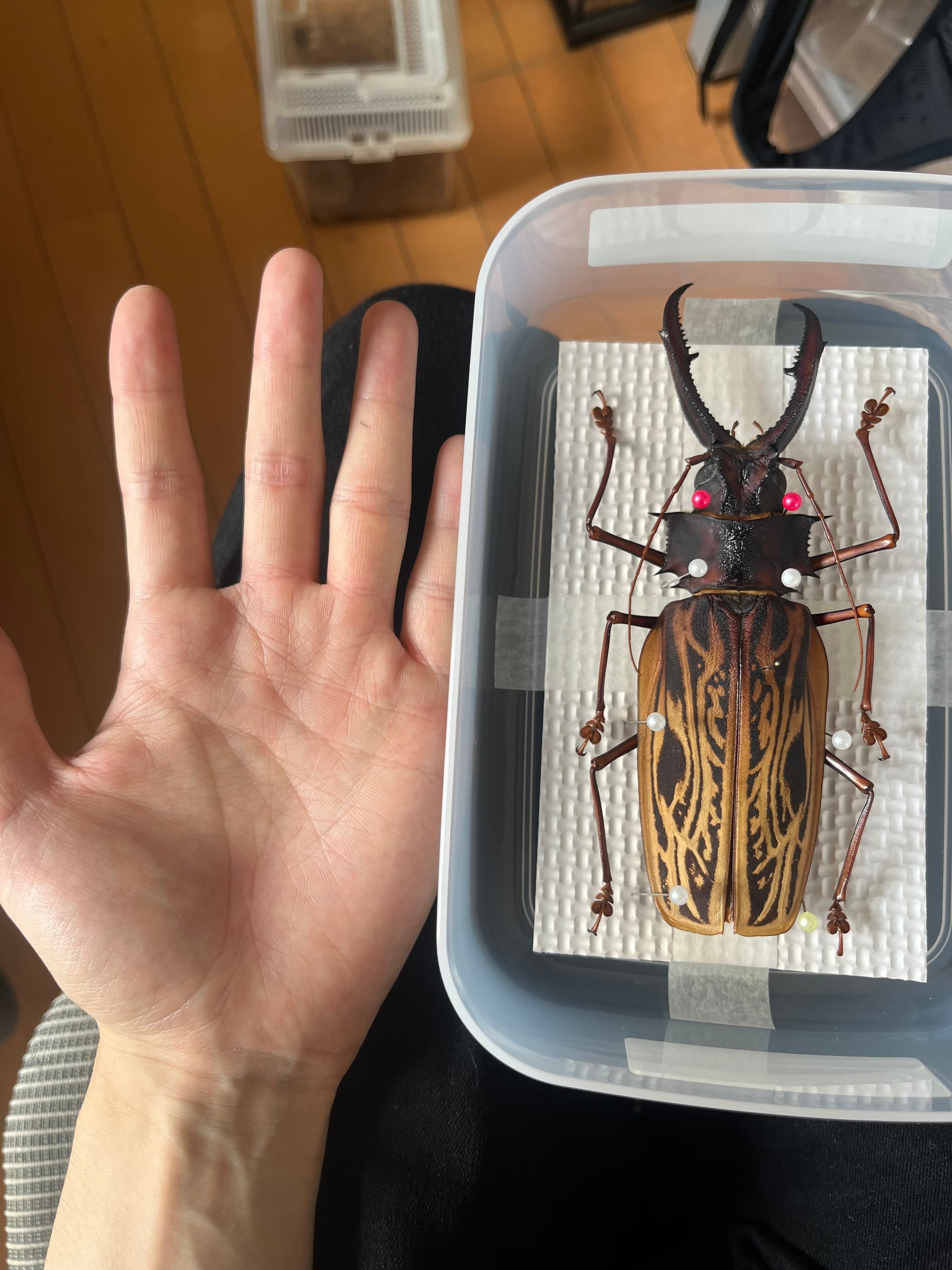 150mmup】オオキバウスバカミキリ標本 Macrodontia cervicornis