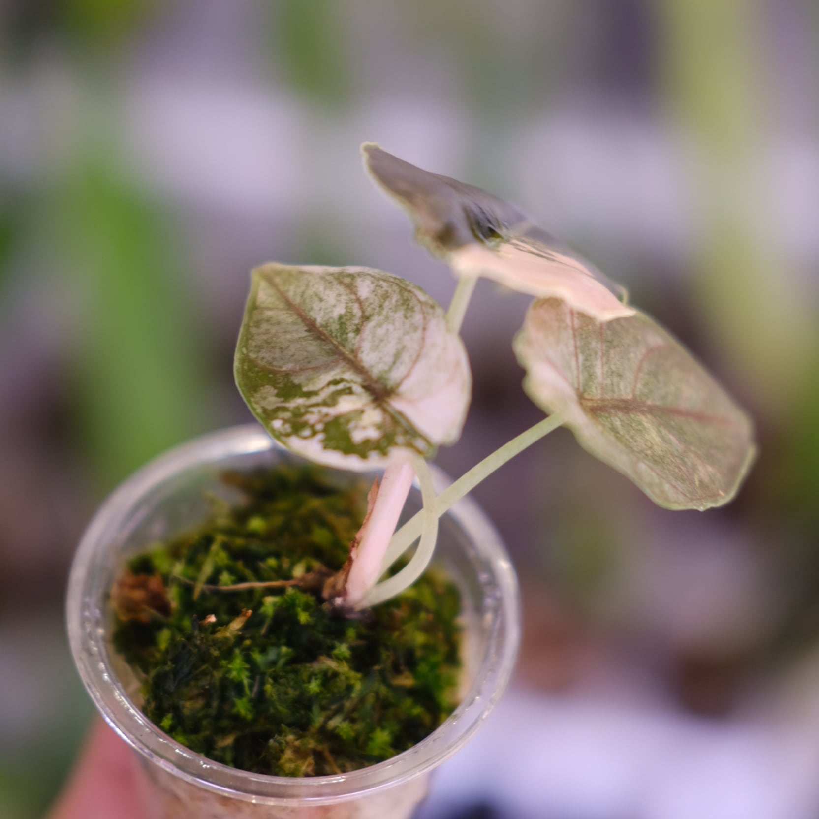 アロカシア アズラニー アルボ②│Alocasia azlanii albo│観葉植物