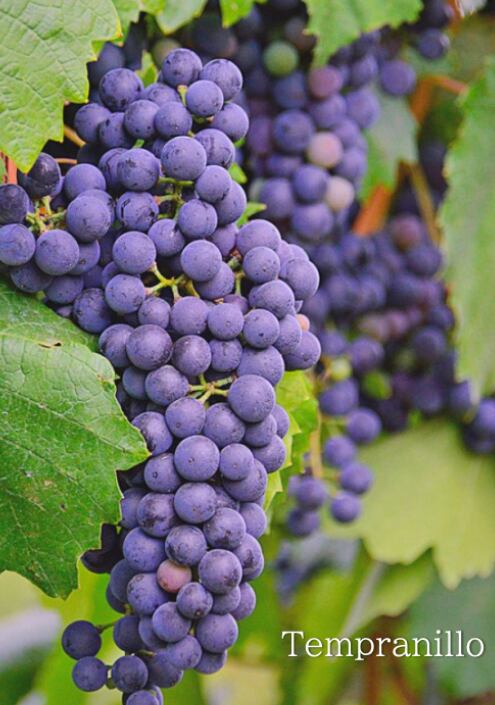 赤 VEGA DE TERA Crianza ベガ・デ・テラ・クリアンサ | VINOMIO