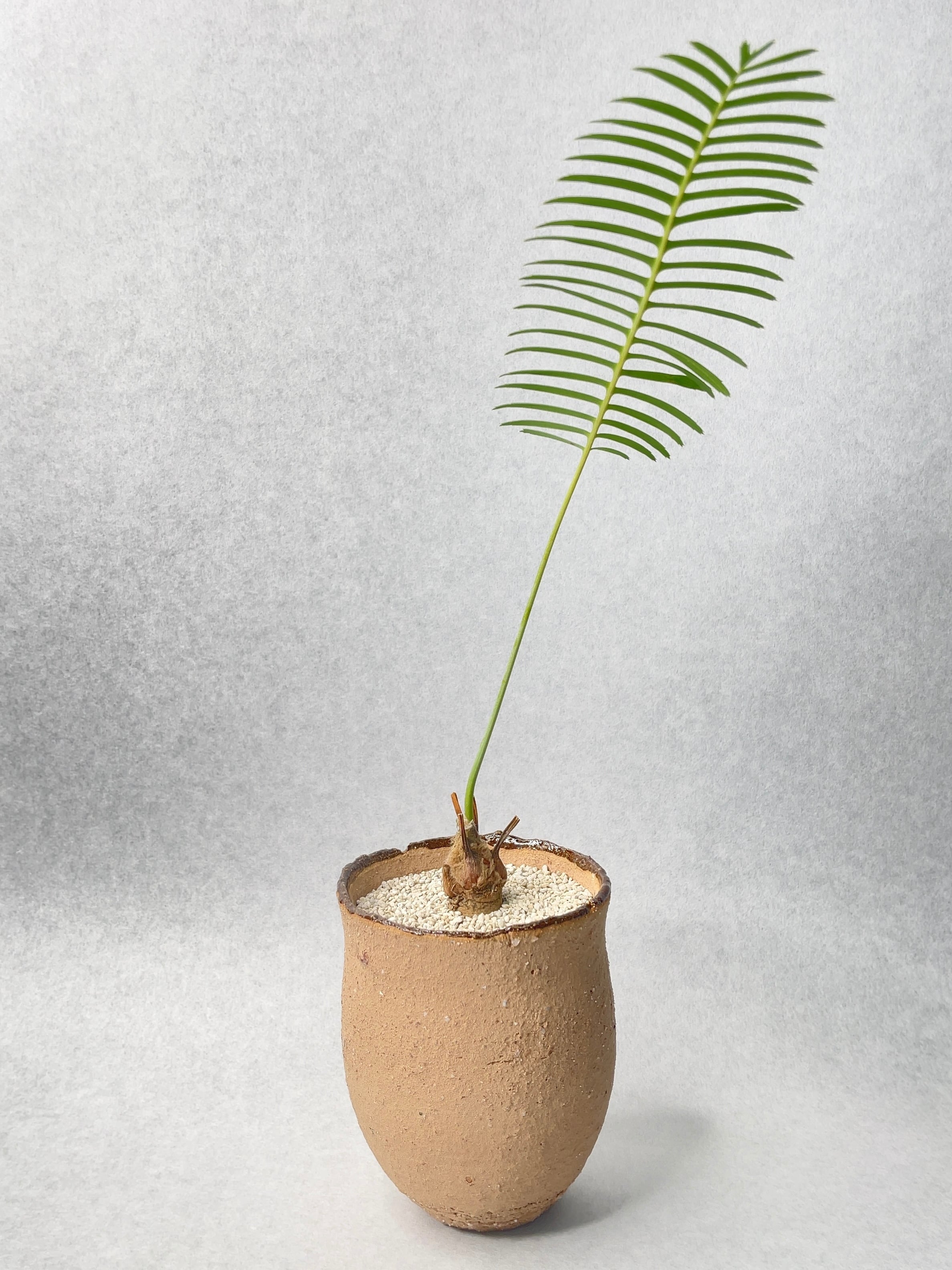 ディオーン・エデュレ | trigger