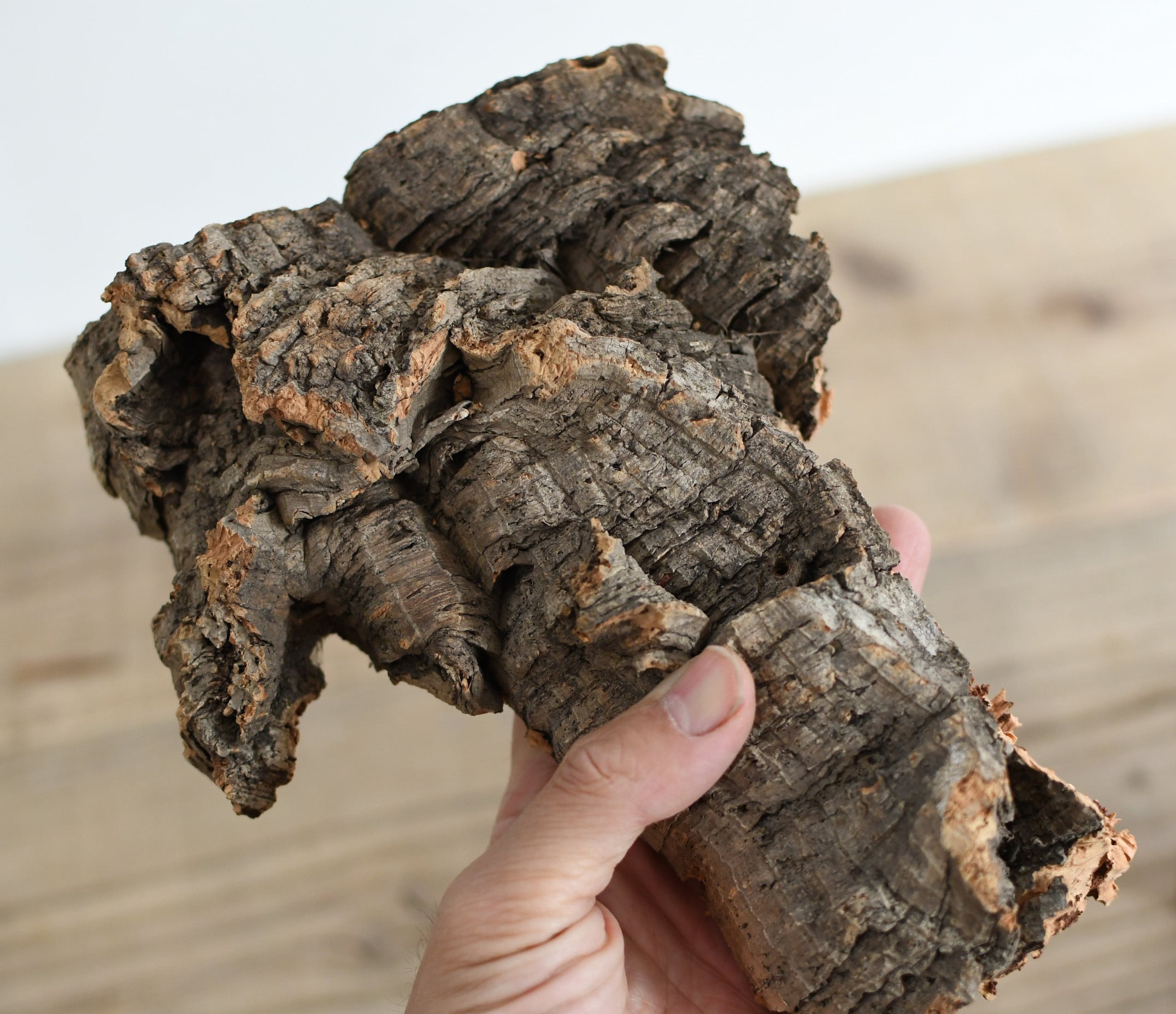 着生用】コルク樹皮 2個セット◇形状おまかせ | 苔テラリウム専門