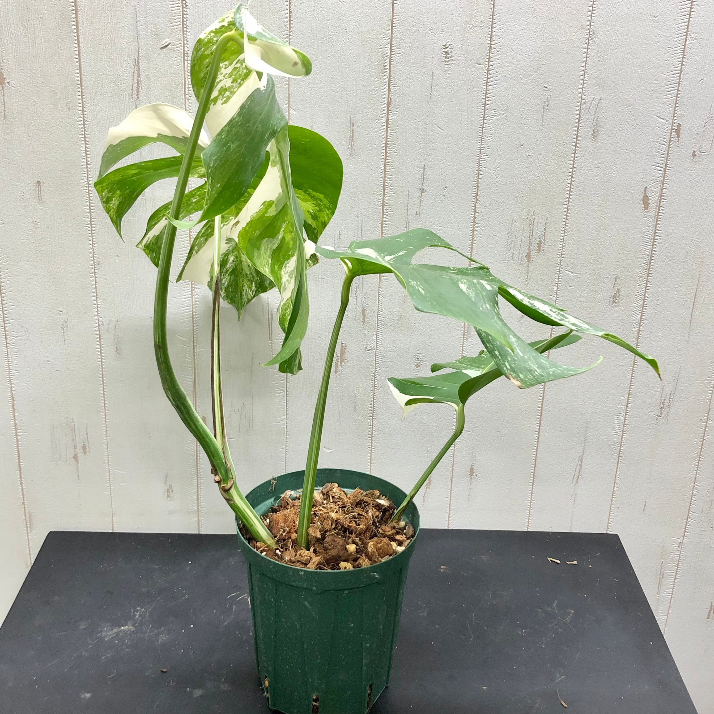 状態良好 斑入り モンステラ ボルシギアナ ホワイトタイガー | PLANTS