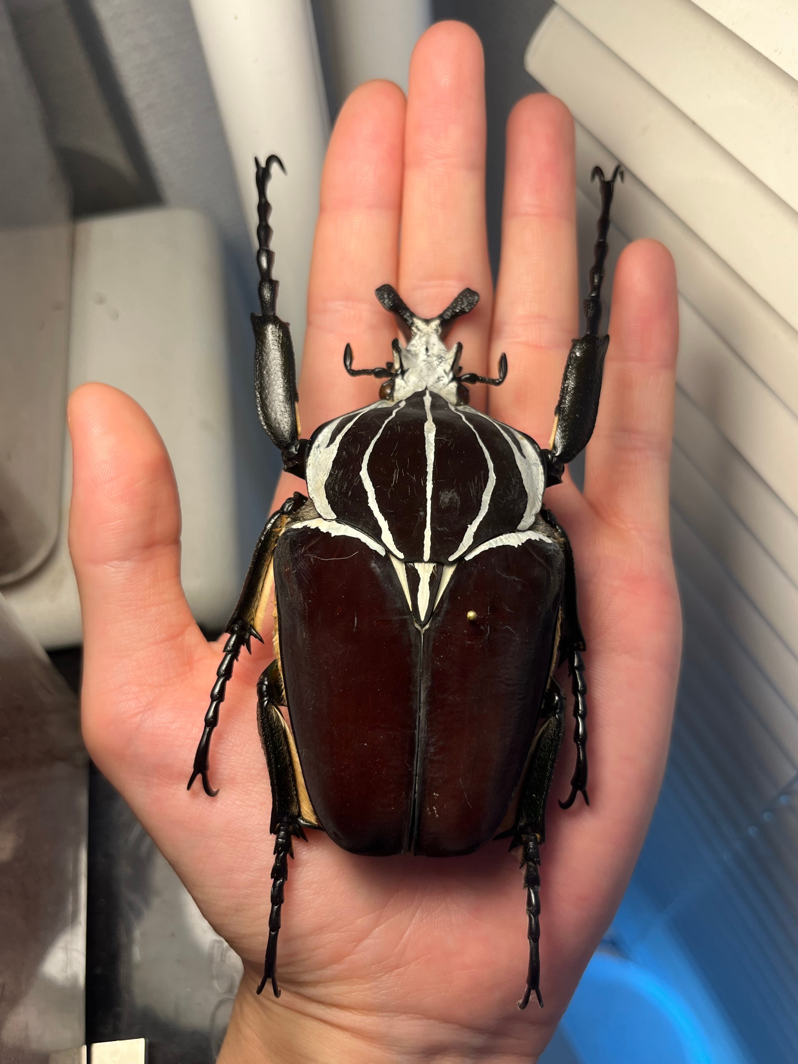 104mm】ゴライアスオオツノハナムグリWC Goliath Goliath ヘラクレス