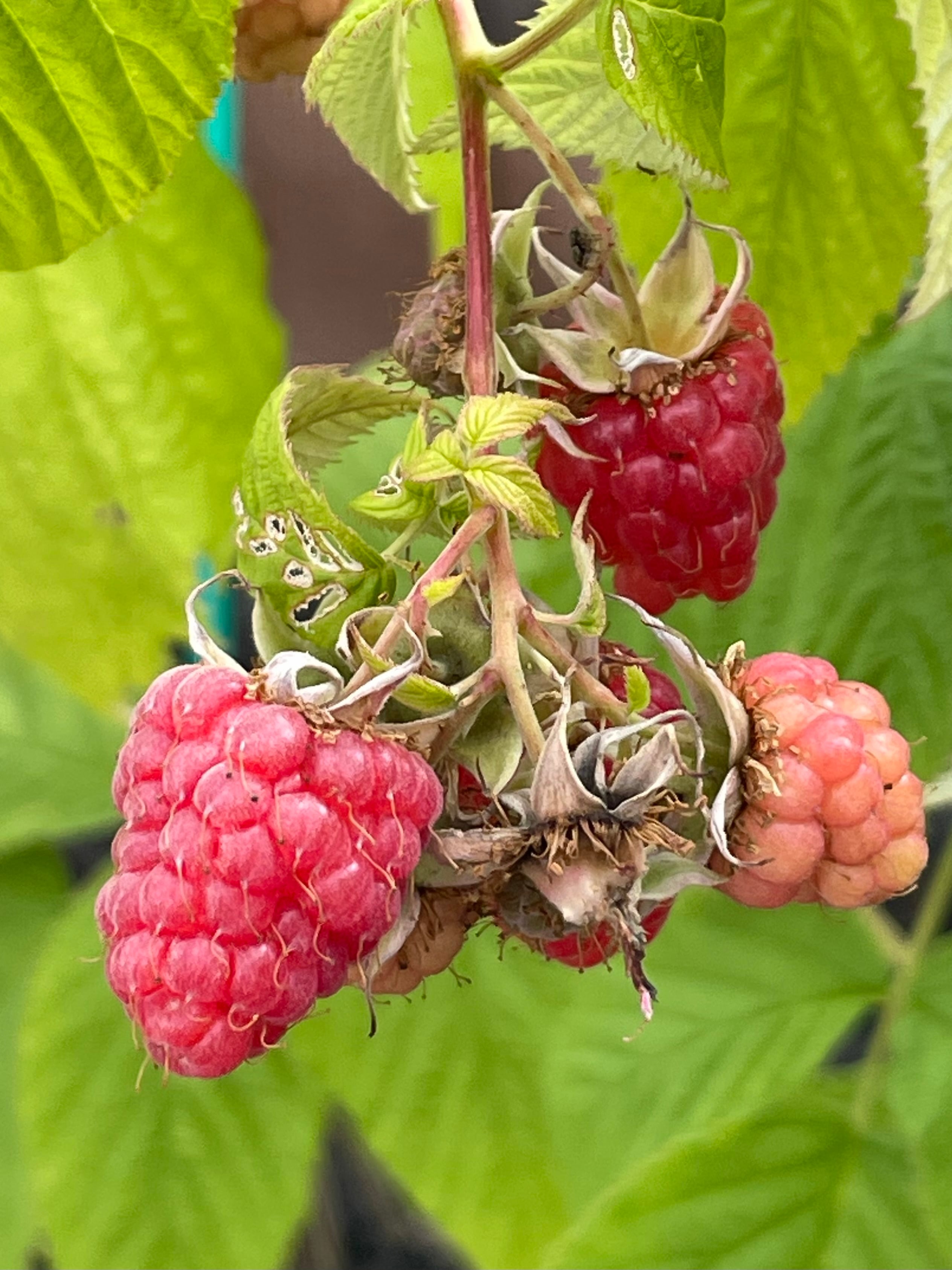 hasemania様】ラズベリー苗 Tulameen（トゥラミーン） 大株 hasemania