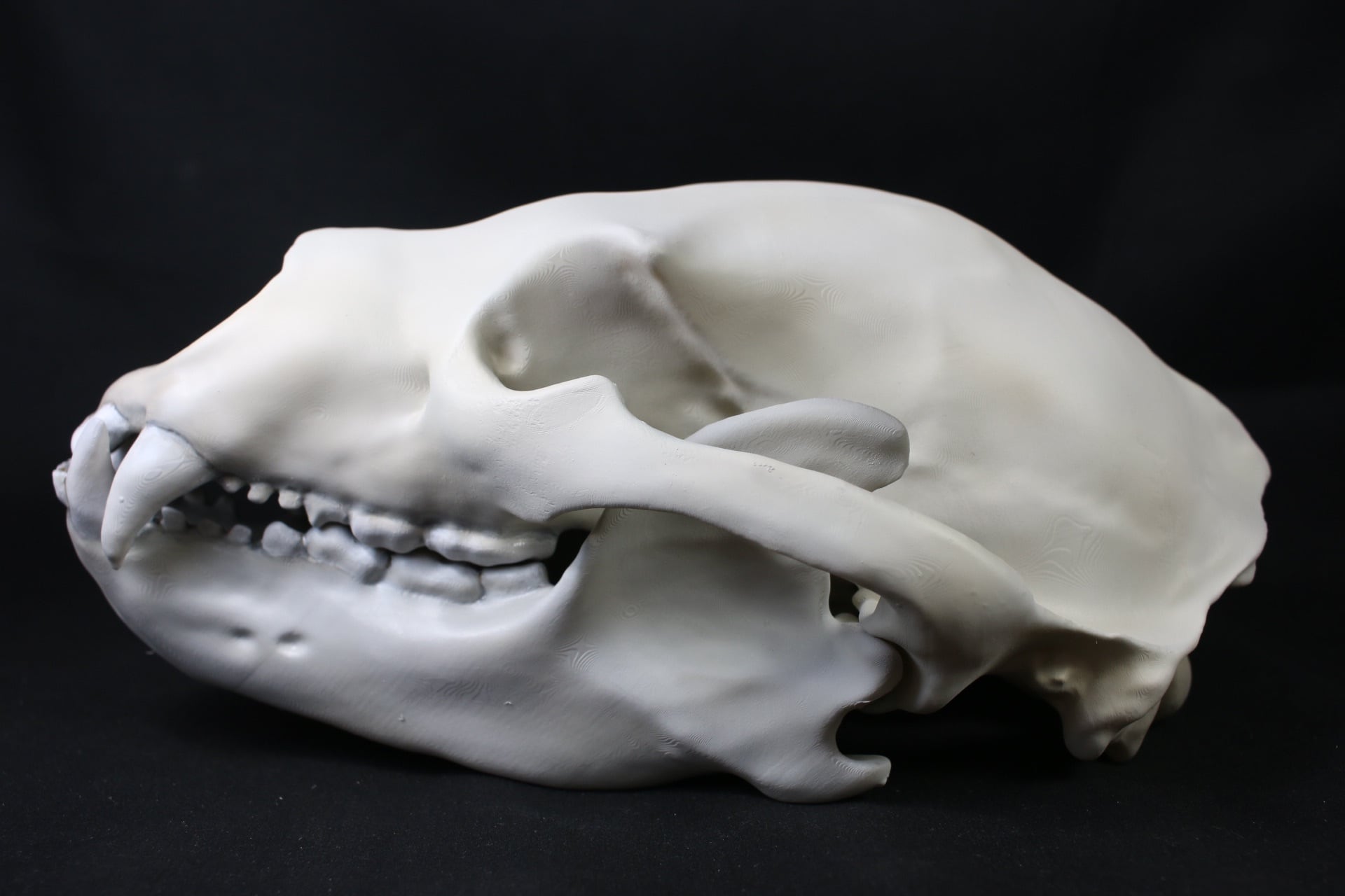 ツキノワグマ 原寸大頭骨レプリカ | アンフィ合同会社