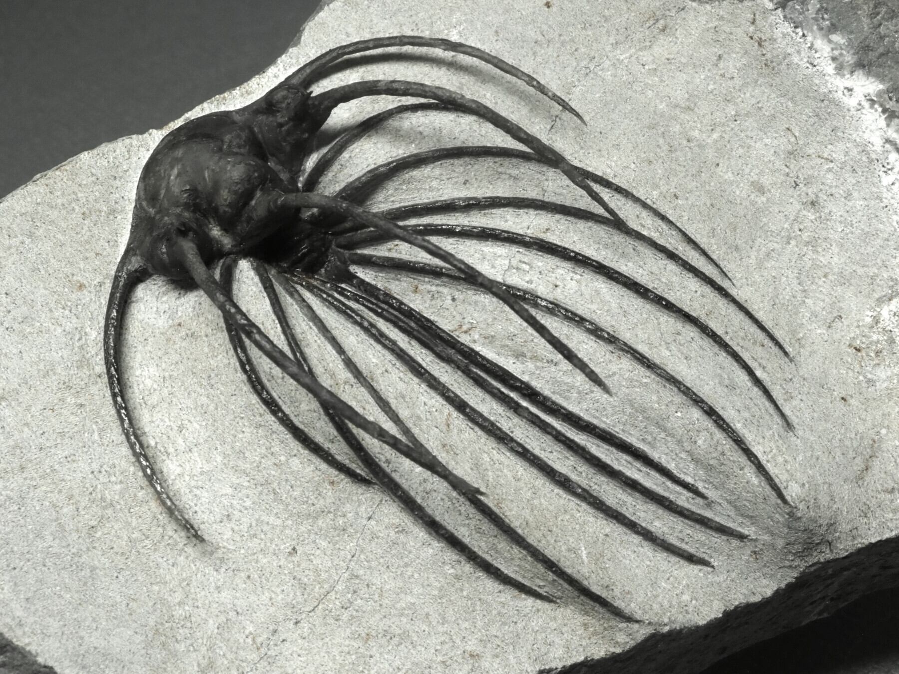 Trilobites / 三葉虫 | 化石・隕石・鉱物の販売 JURASSIC