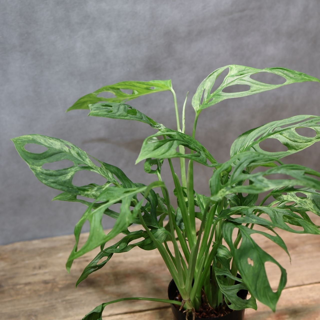 334 にじむような白、溶け合うミント斑『モンステラ アダンソニー