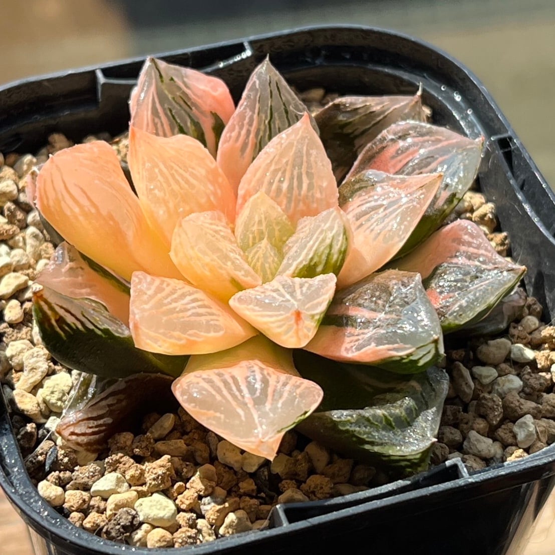 42E 多肉植物 ハオルチア rose goldオブツーサ錦糊斑 ハオルチア