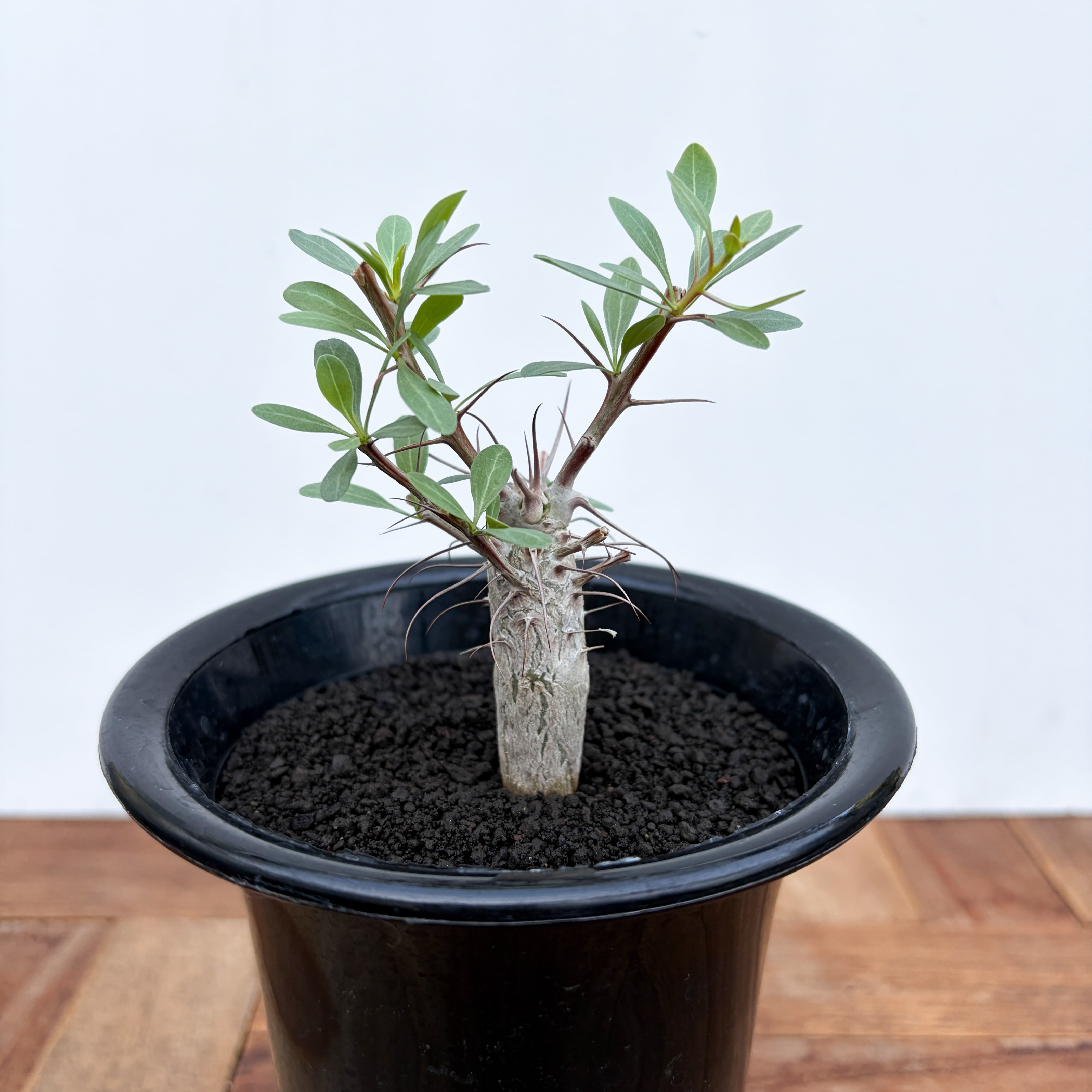 Fouquieria columnaris【フォークイエリア・コルムナリス・観峰玉