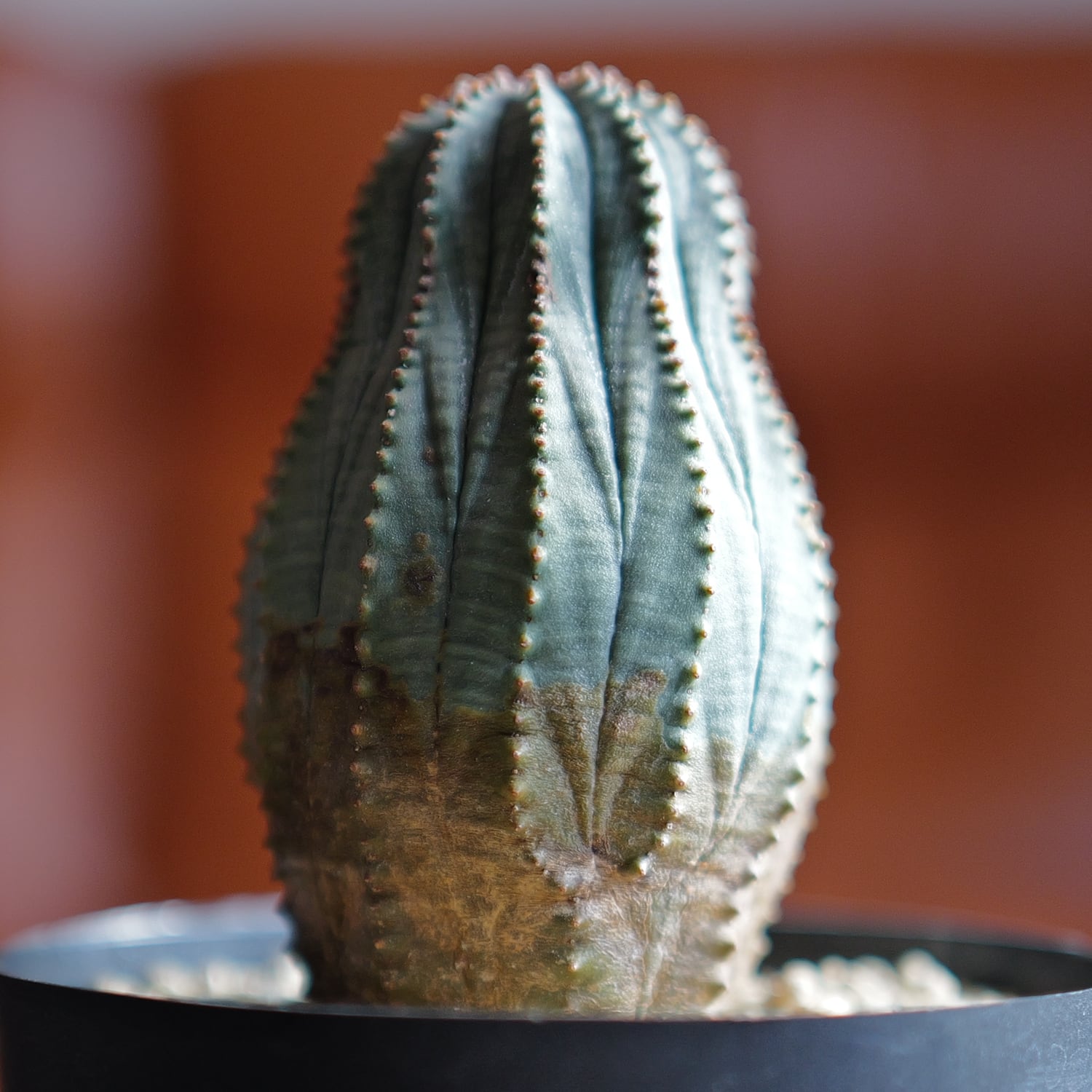 雄株 (オス株) オベサ | LIGHTHOUSE.PLANTS - 海外実生株のオベサなど