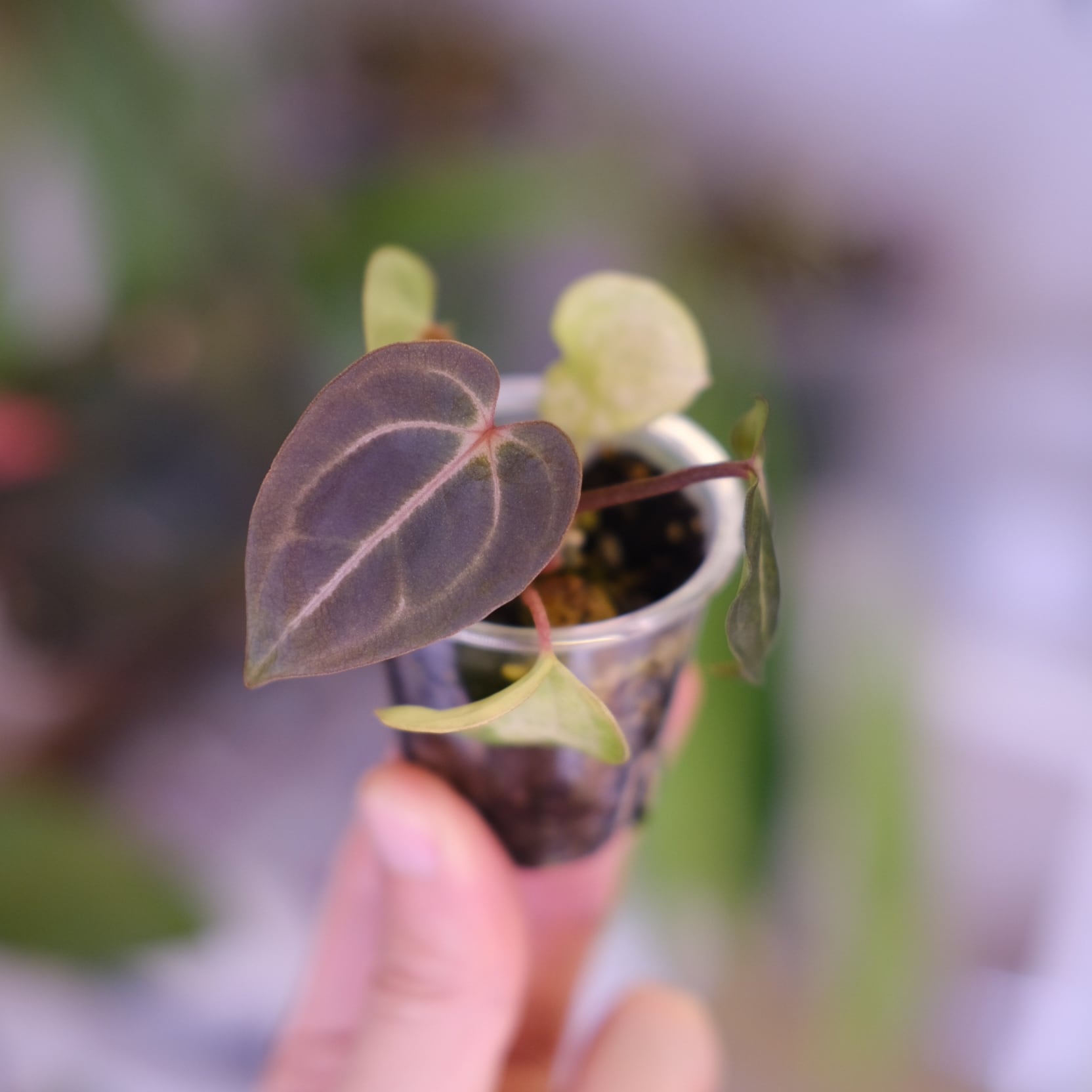 Anthurium Carlablackiae 