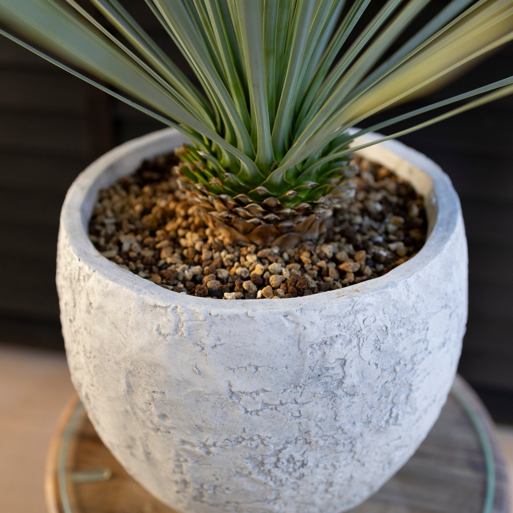 ユッカ ロストラータ Rostrata 8号 陶器鉢 株立ち 観葉植物 細葉