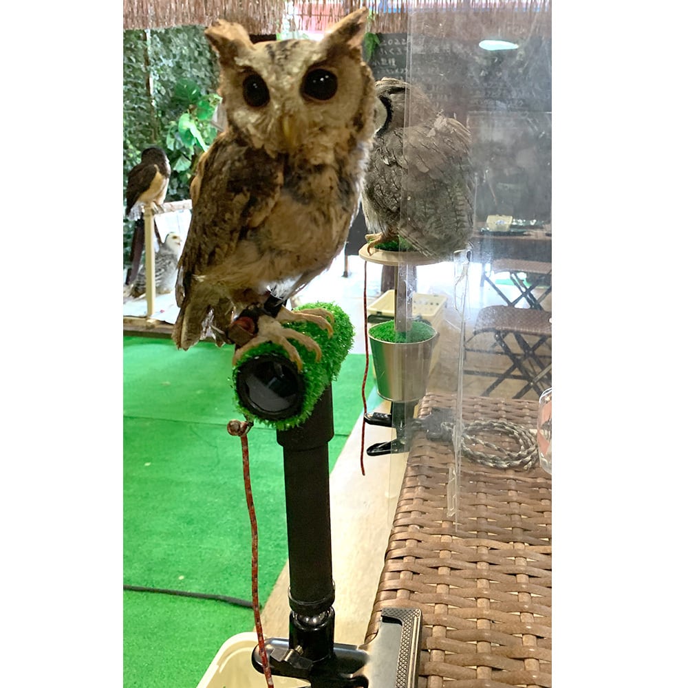 大福 ファルコンブロック パーチ 小型猛禽類 コノハズク等 ファルコン