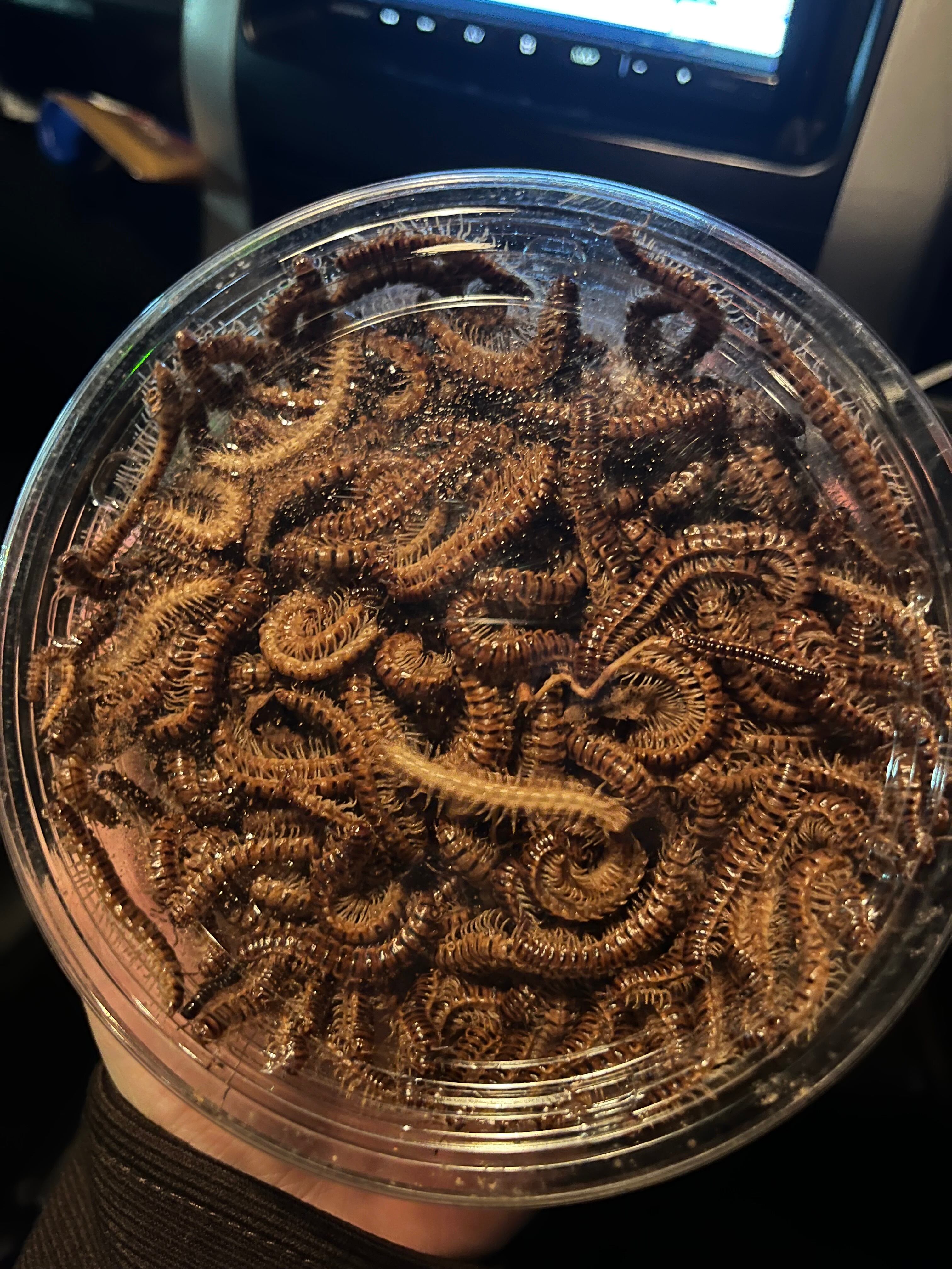 標本】ベトナムのヤスデ ベトナムオオヤスデミリピードムカデ