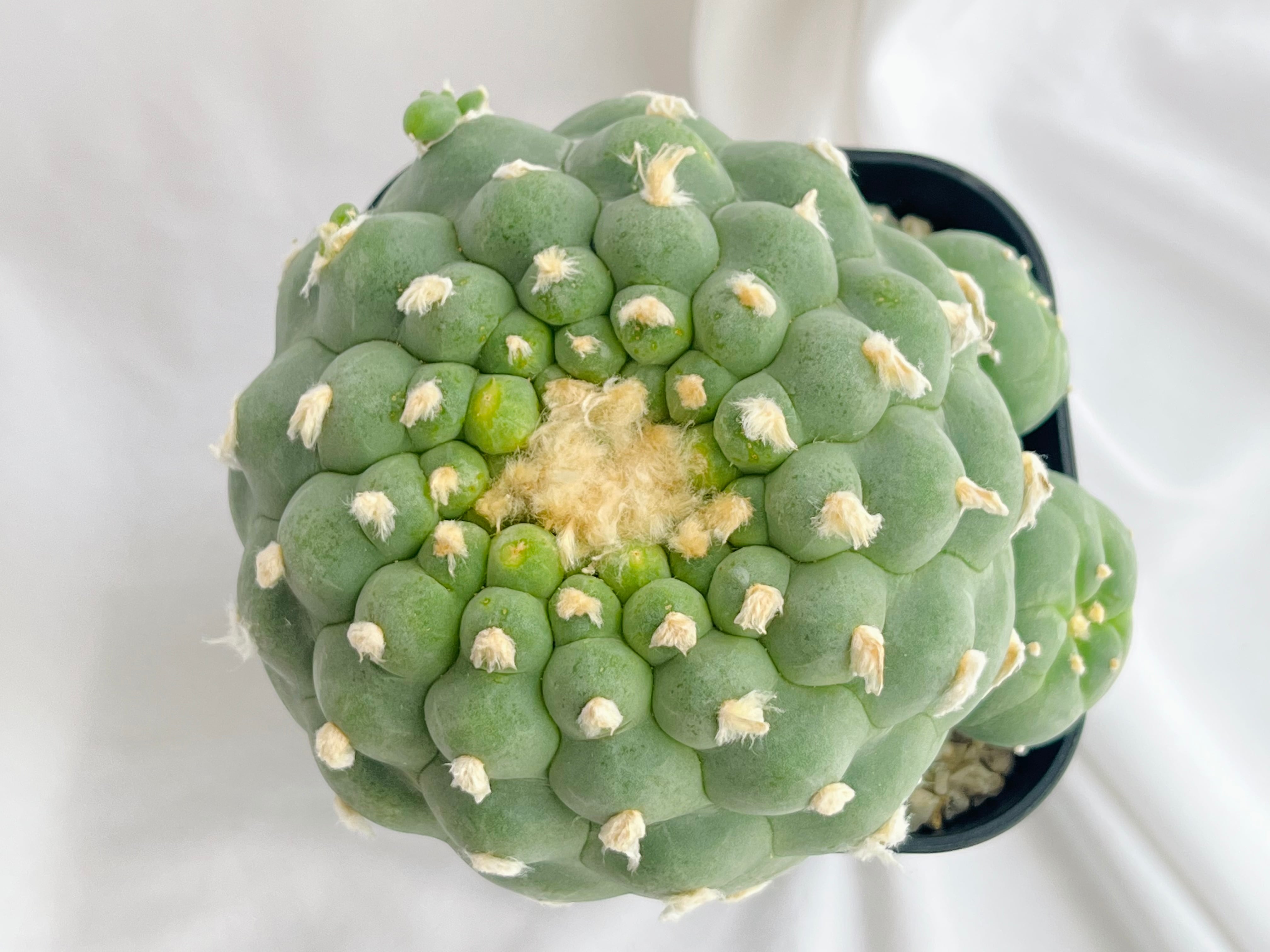 Lophophora williamsii var. decipiens ロフォフォラ 小疣銀冠玉