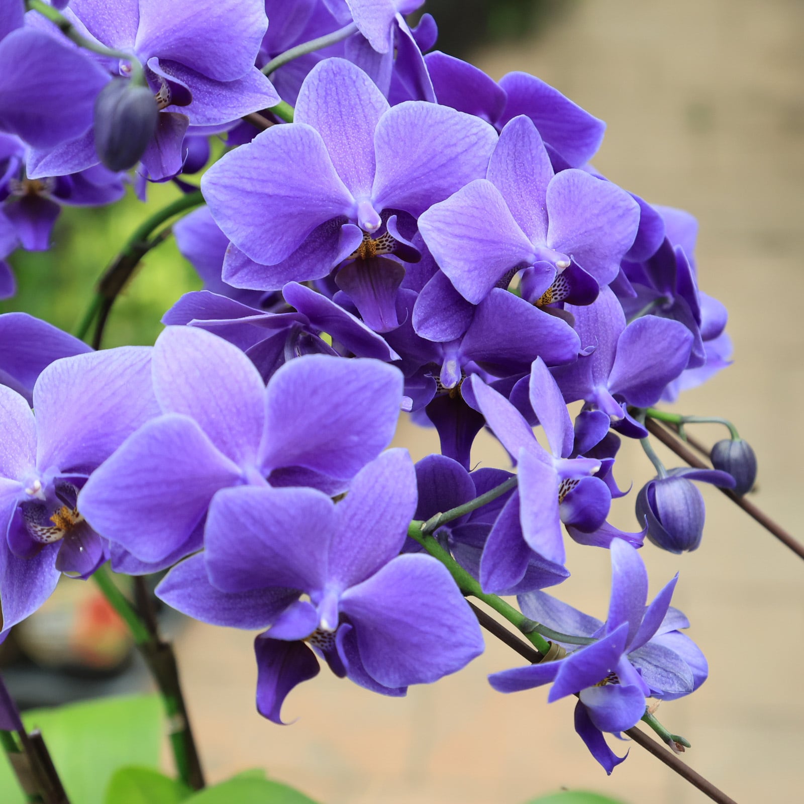 世界初！胡蝶蘭 ブルージーン○希少 青いコチョウラン 6号 大切な方へ