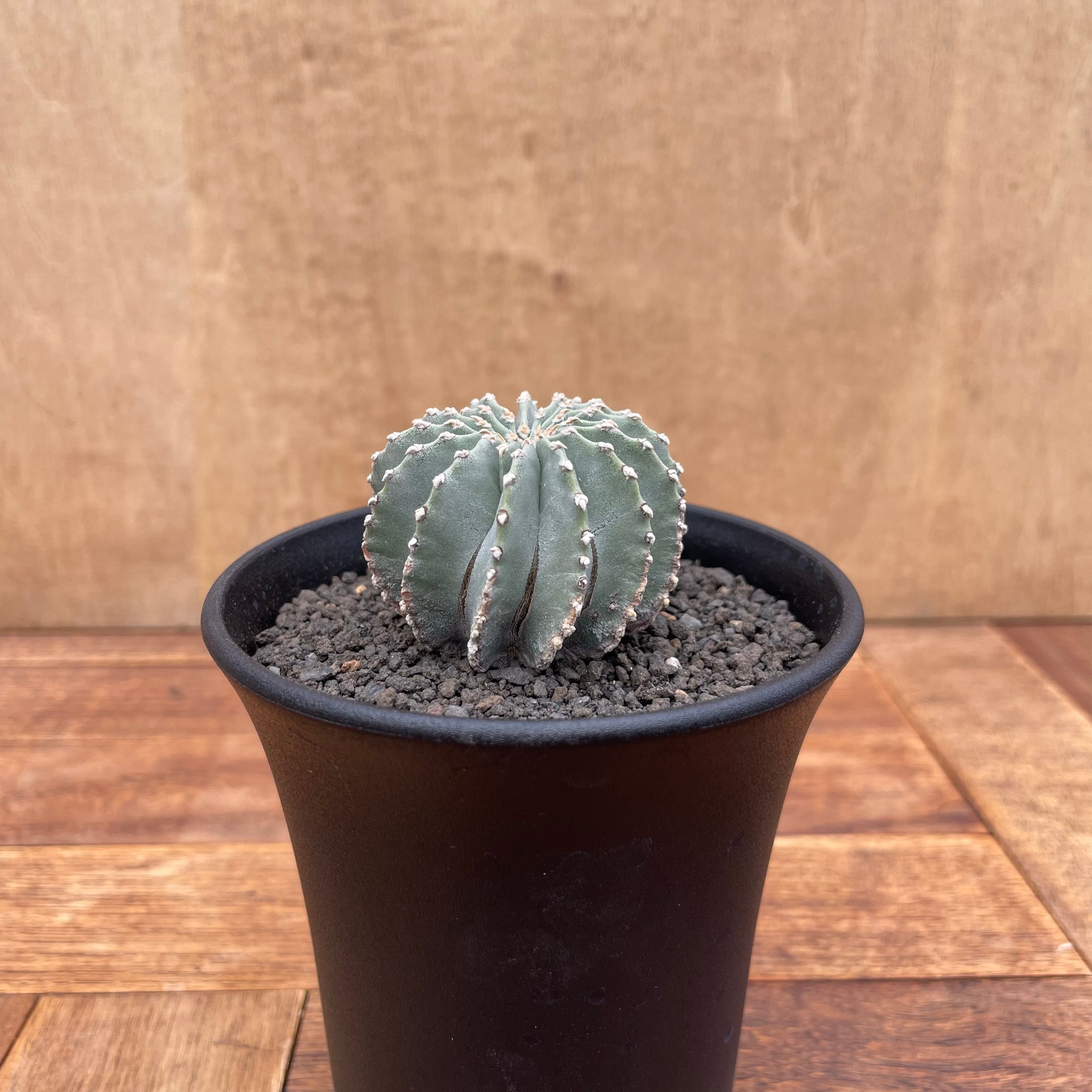 efd4f3d043fd45ce8e1c814ef9e8de