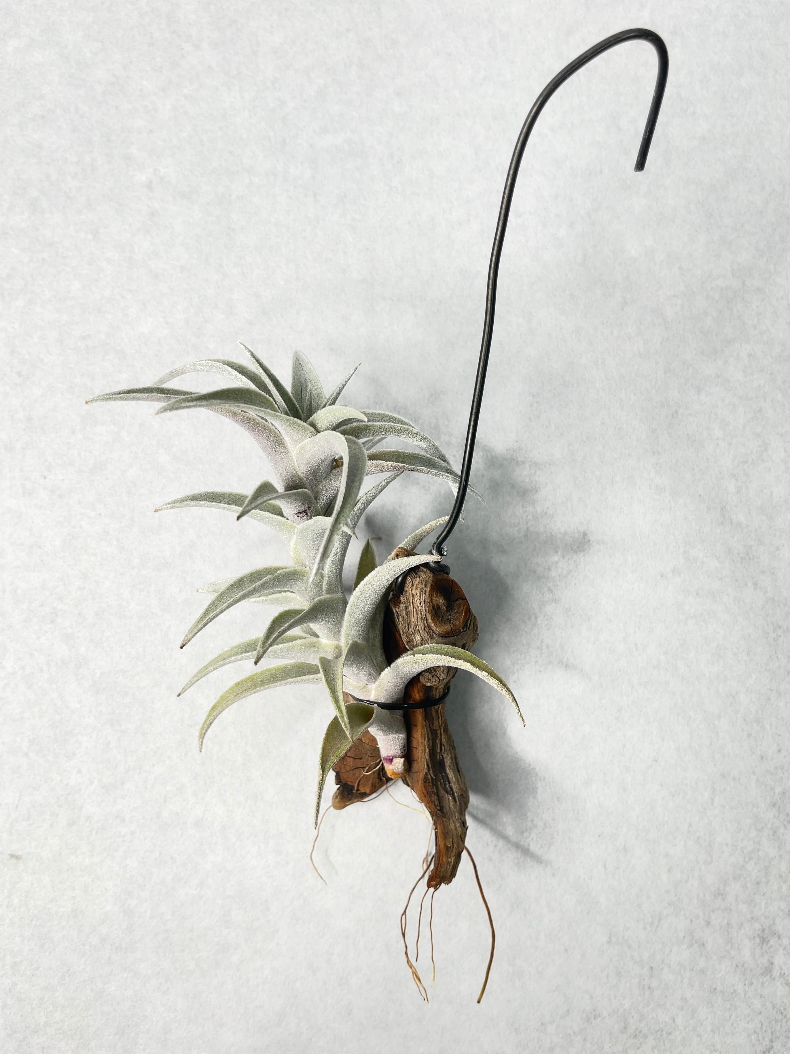 ティランジア・エディシアエ・シルバーフォーム | trigger