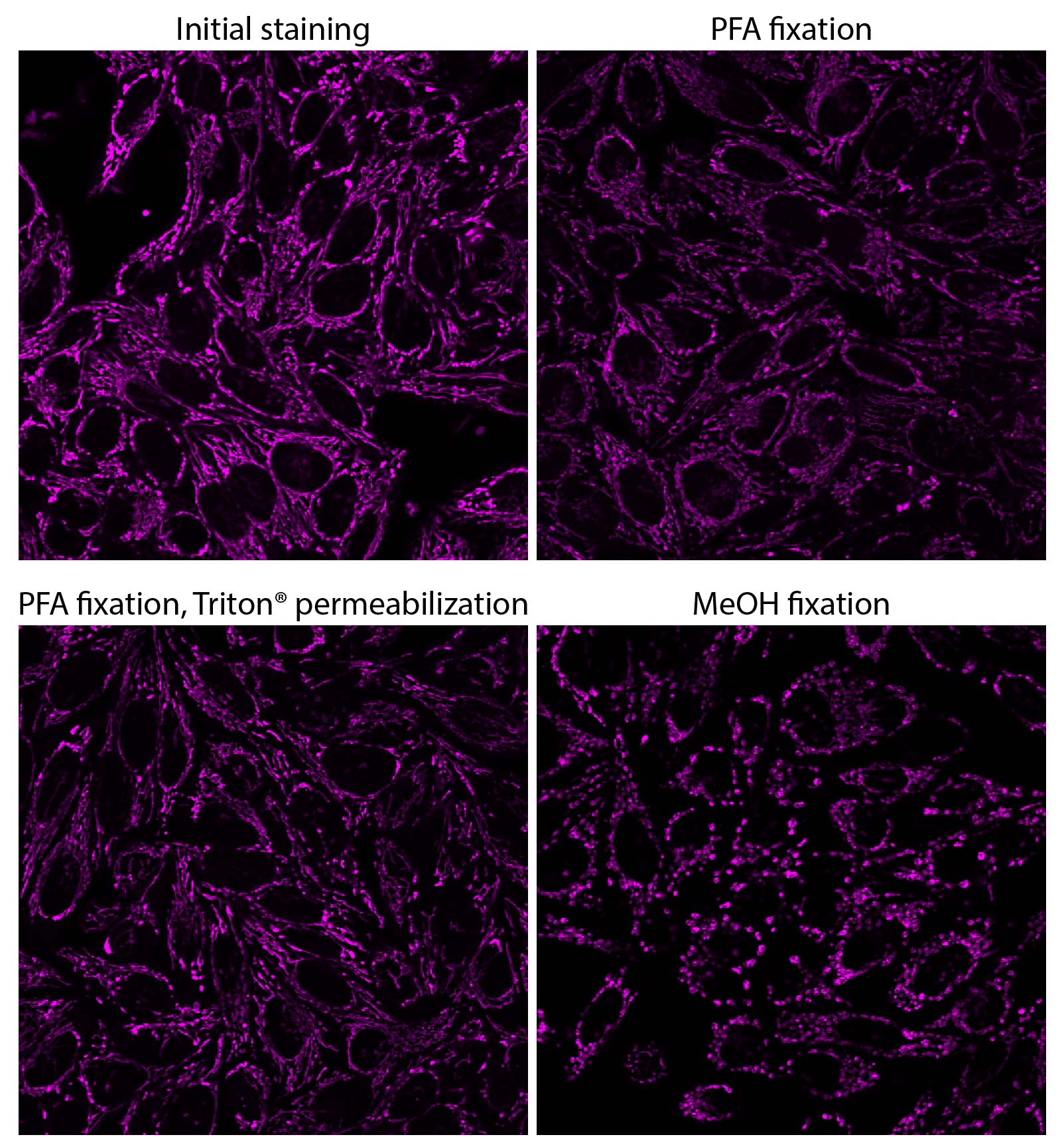 MitoView™ Fix 640 - Biotium