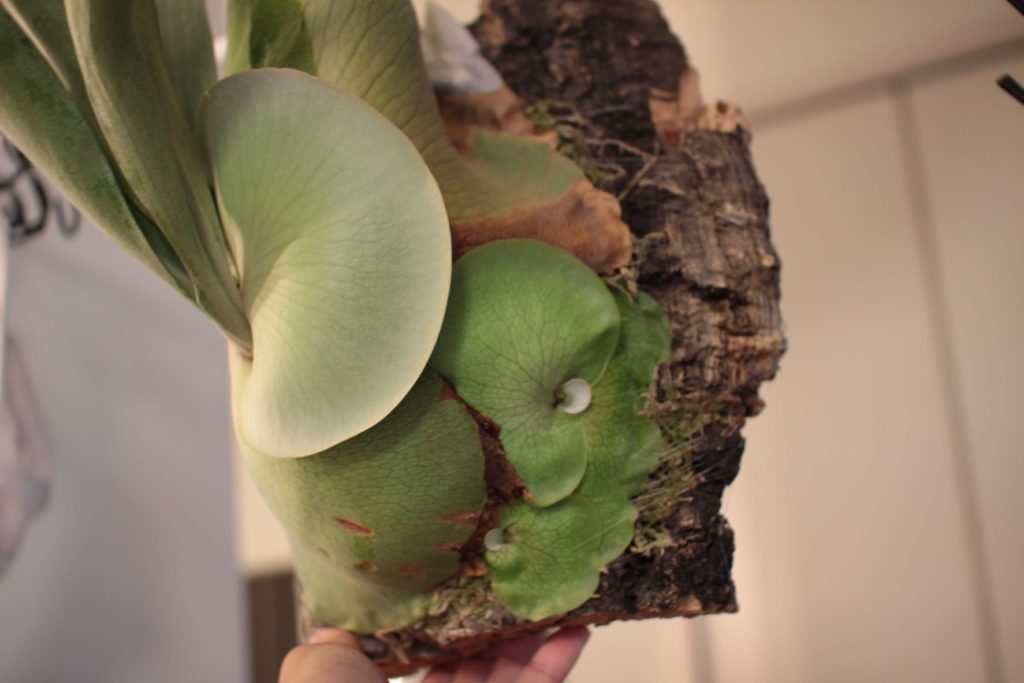 ビカクシダ・コウモリランの株分け方法［コルク編］ | ビカクシダと僕