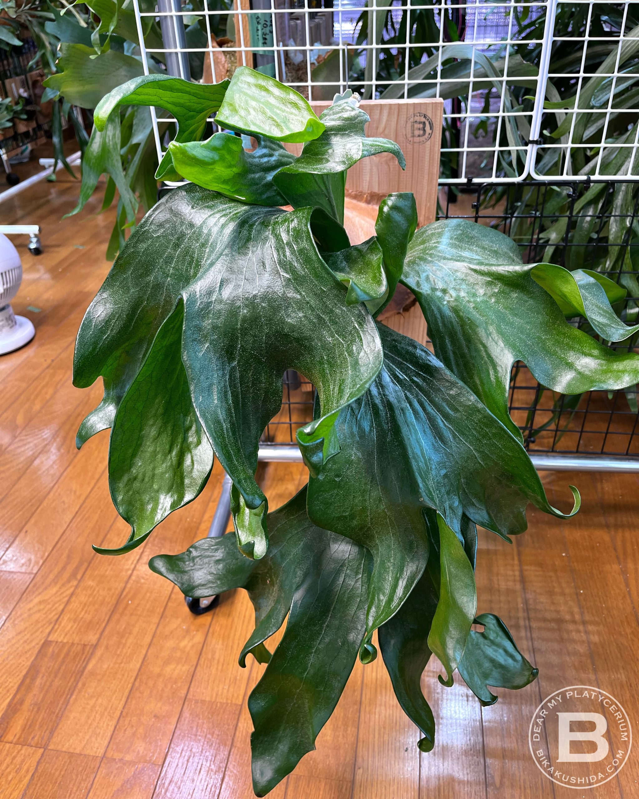 ビカクシダ ヒリー ナンプー hillii nampu OC 板付 大株 ビカクシダ