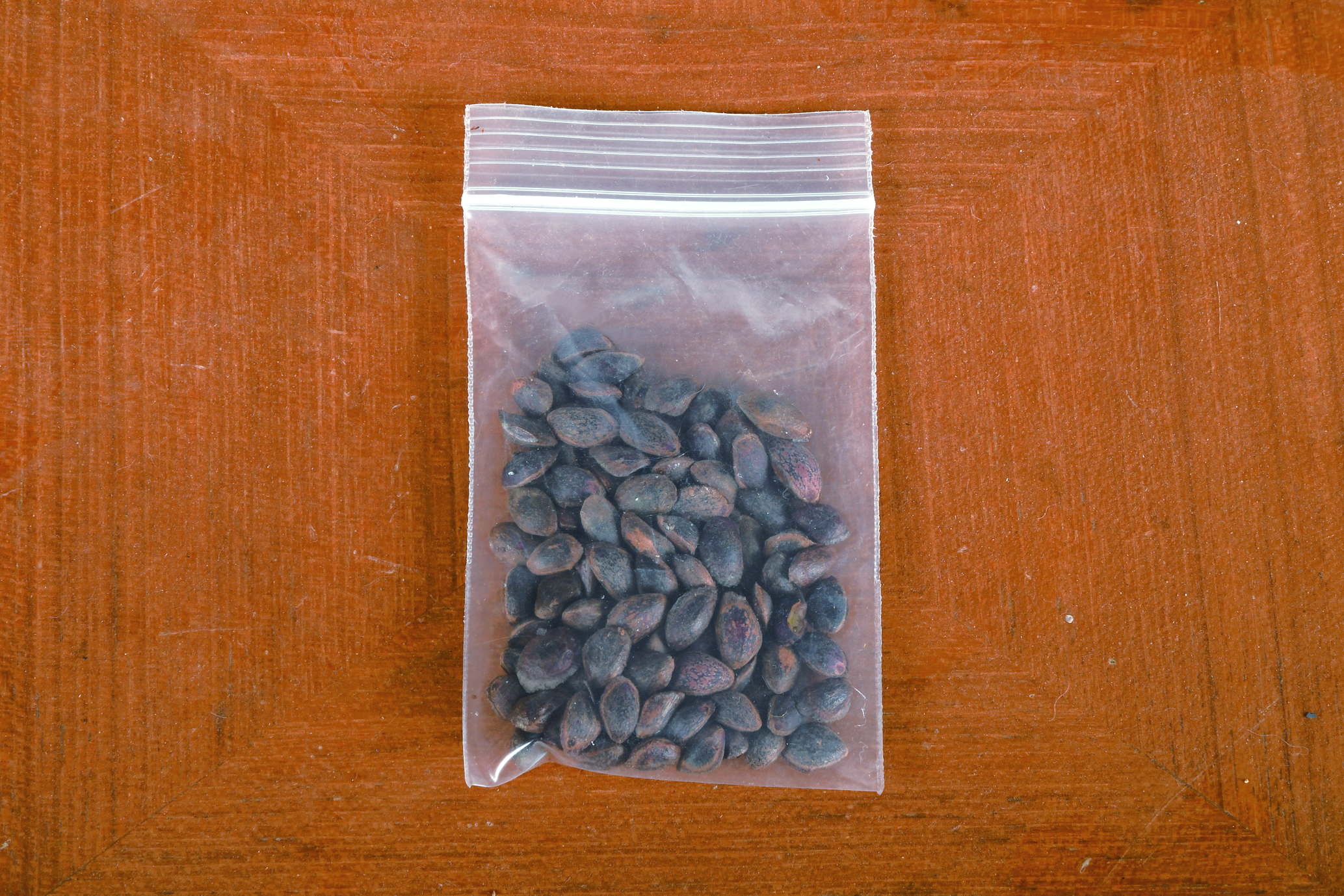 盆栽世界ウェブショップ / 那須五葉松 種子