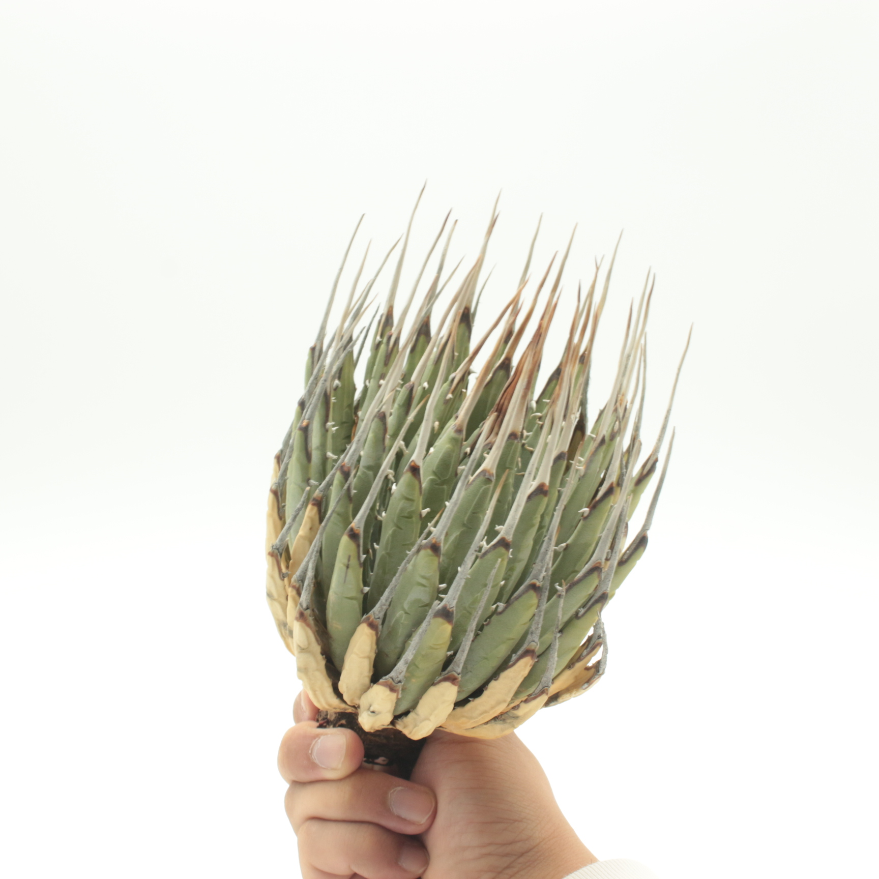 エボリスピナの発根管理レポート | 植物でワクワクを｜BOTANICAL BOX