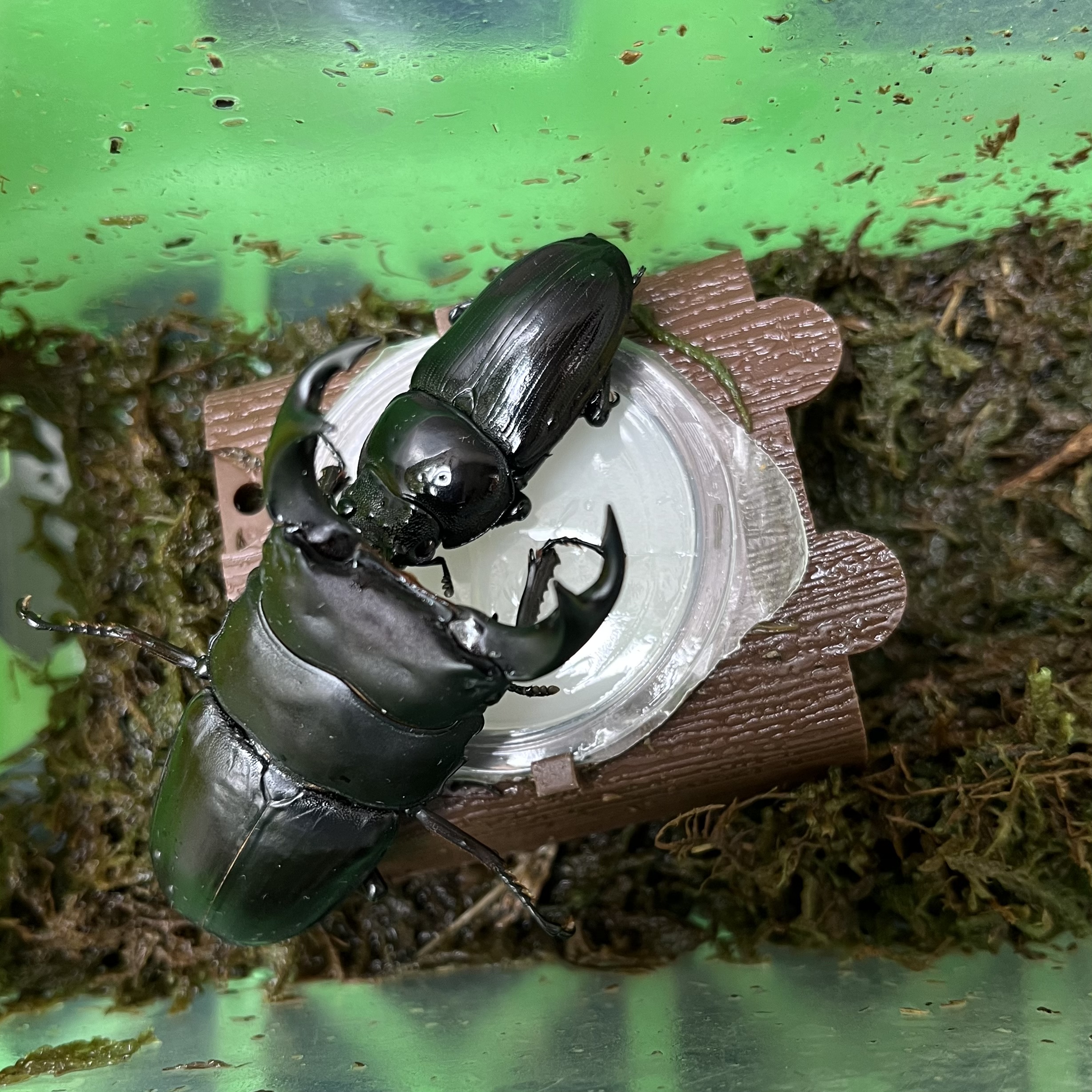 長崎県対馬市 ＃7041 | オオクワガタ vs ヒラタクワガタのブリードの