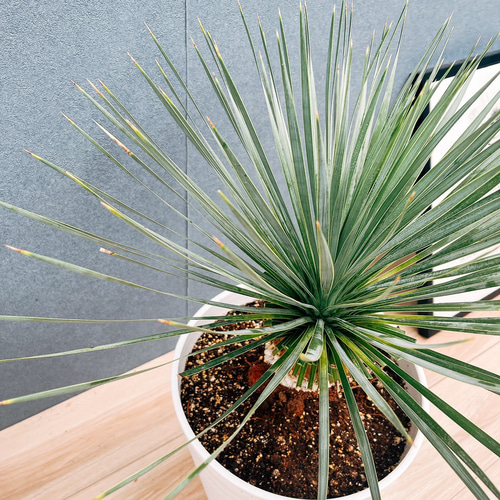 現品］【希少】ユッカ ロストラータ 実生 短葉 幹立 10号 観葉植物