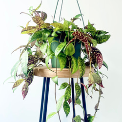 ①11/22撮影 #601 希少 フペルジア ゴエベリー 観葉植物 室内 吊り下げ