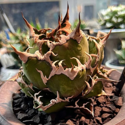 3特選中株 アガベ チタノタ シーザー caesar 凱撒 狂強刺し 極上強棘