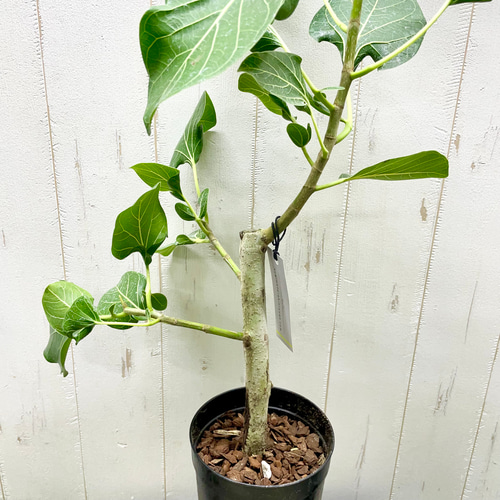 朴仕立て レア種 フィカス クリシュナボダイジュ クリシュナエ ロング