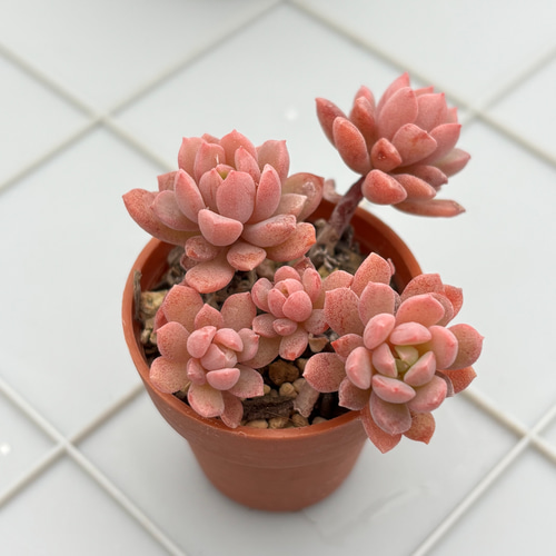 リンダリンダ ぼのぼのさん 多肉植物 多肉植物 kanomarihome 通販