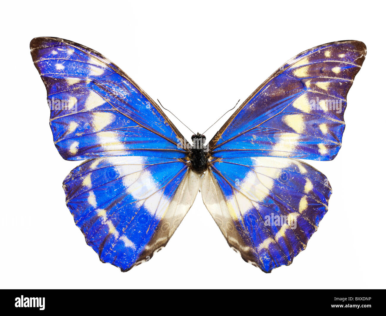 標本 Peru Morpho helena 134mm very big 標本 Peru Morpho helena