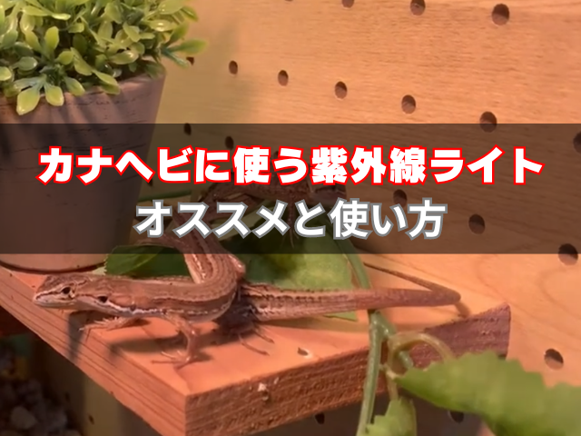 オススメ】カナヘビに使う紫外線ライト〜時間・距離・使い方を解説