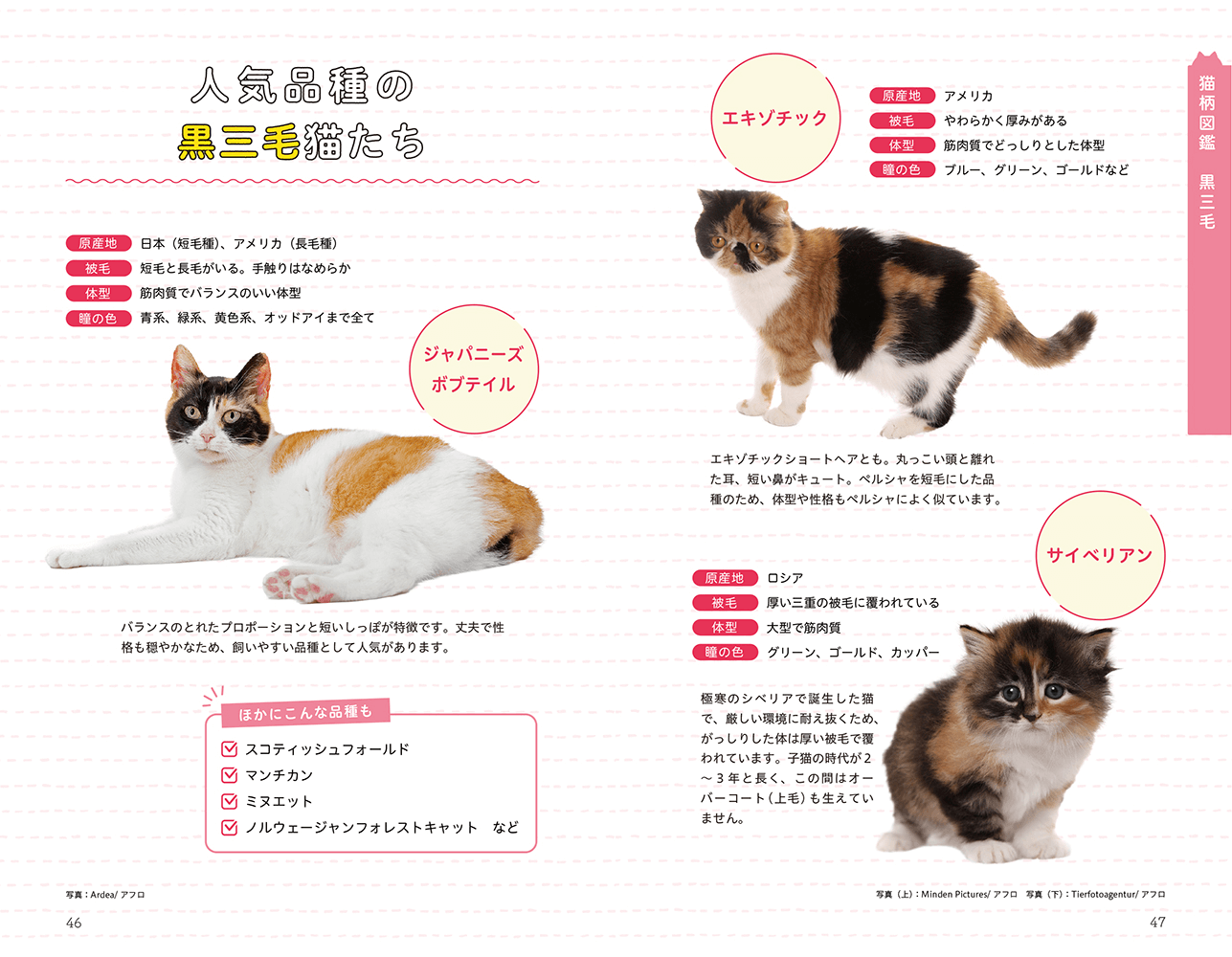 ネコの毛色や模様はどうやって決まるのか？詳しく解説した書籍『猫柄