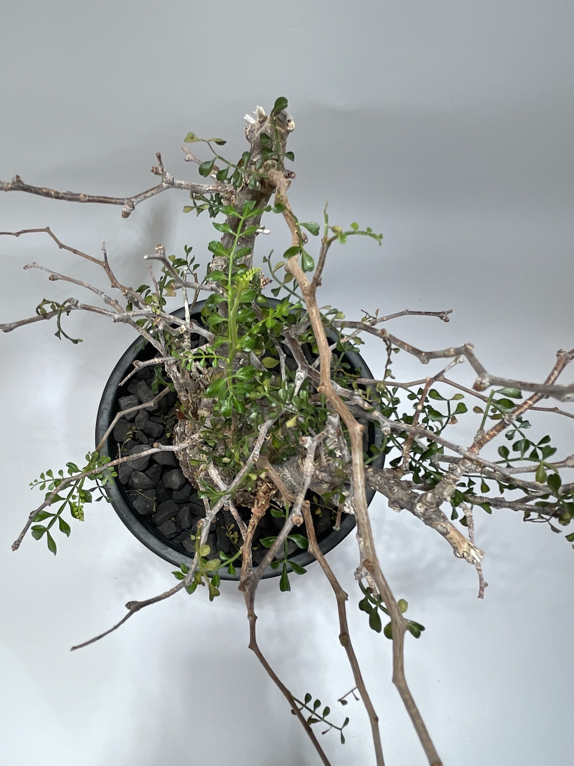 Operculicarya Pachypus オペルクリカリア・パキプス – Caudex