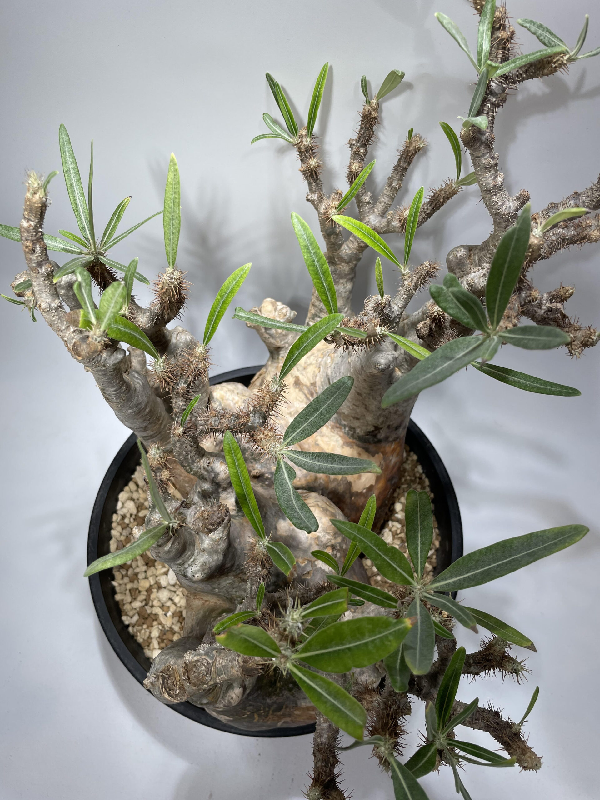 パキポディウム・グラキリス 現地球 – Caudex