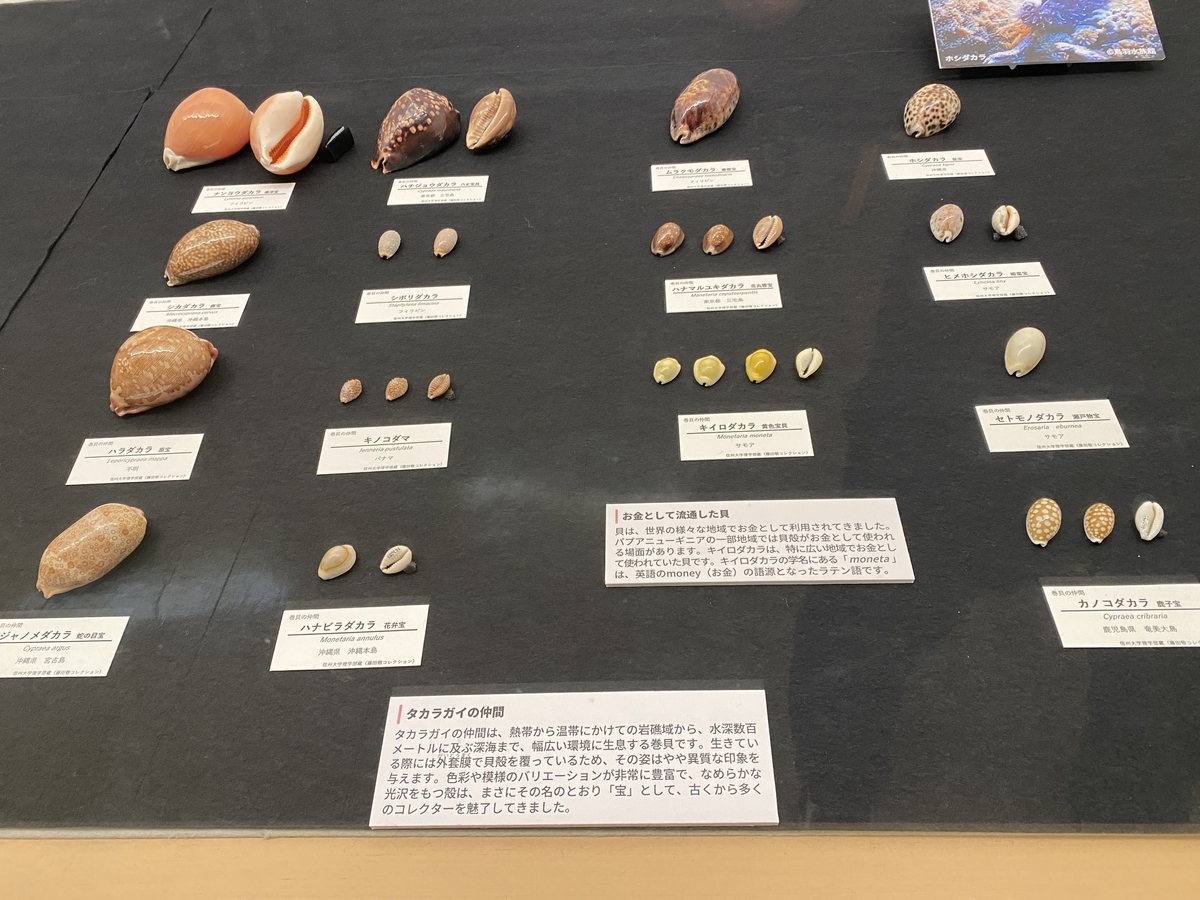 貝の魅力展 - umihebierabuログ