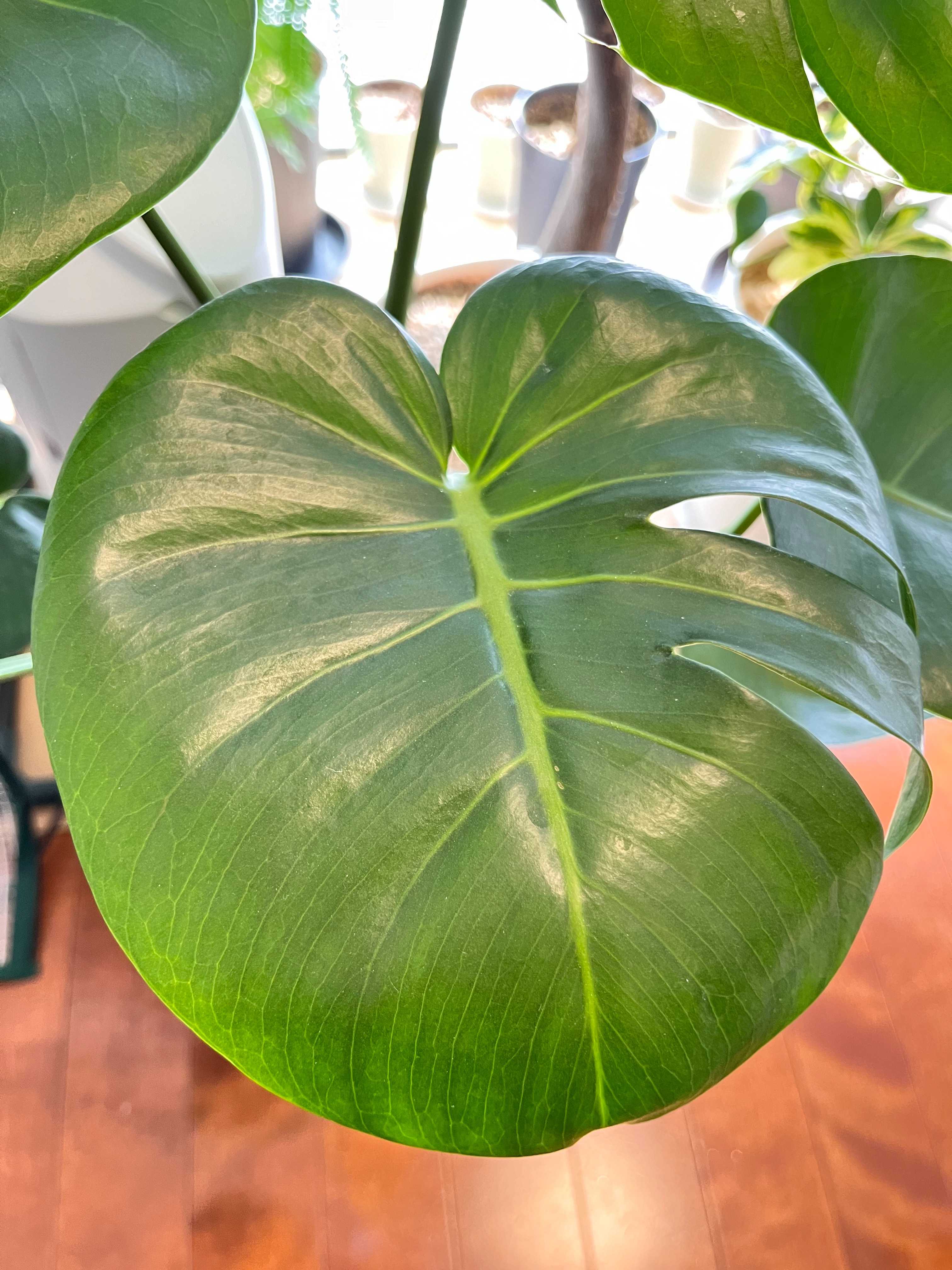 希少な福助風モンステラを発見！ - 研究職のSilent栽培Bar