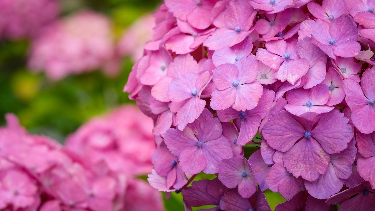 紫陽花2023＠観音寺 - a.k.a.Sakaki